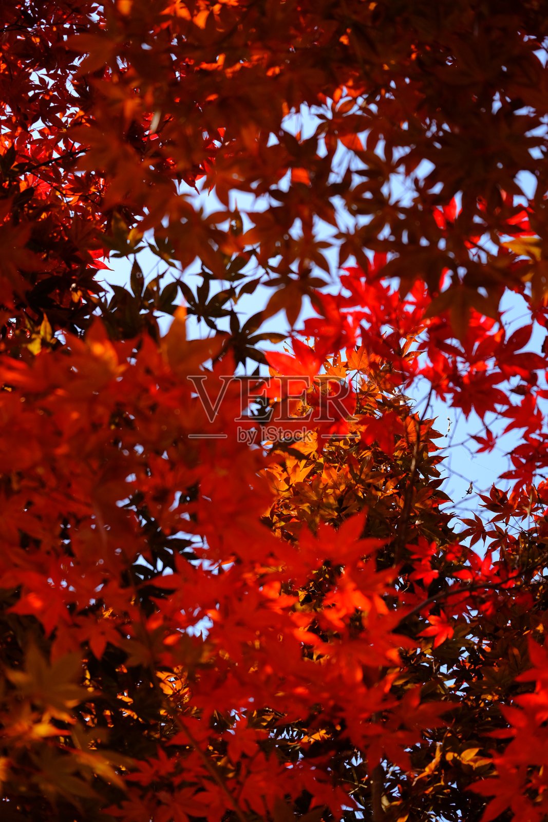 银杏树，秋天的金色隧道照片摄影图片