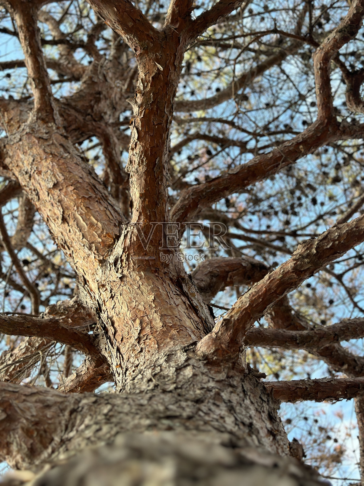 柏树照片摄影图片