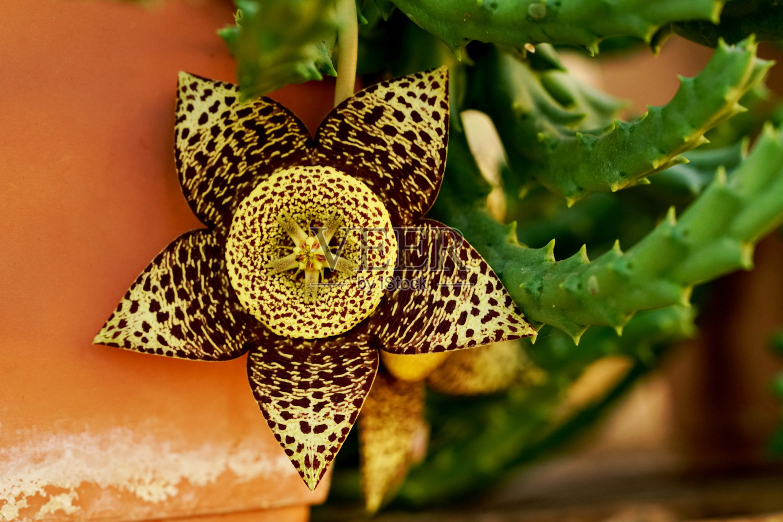 腐肉仙人掌，花，装饰，自然，星星，植物，节日，黄金，叶子，叶子，装饰，图案，圣诞，绿色，设计照片摄影图片