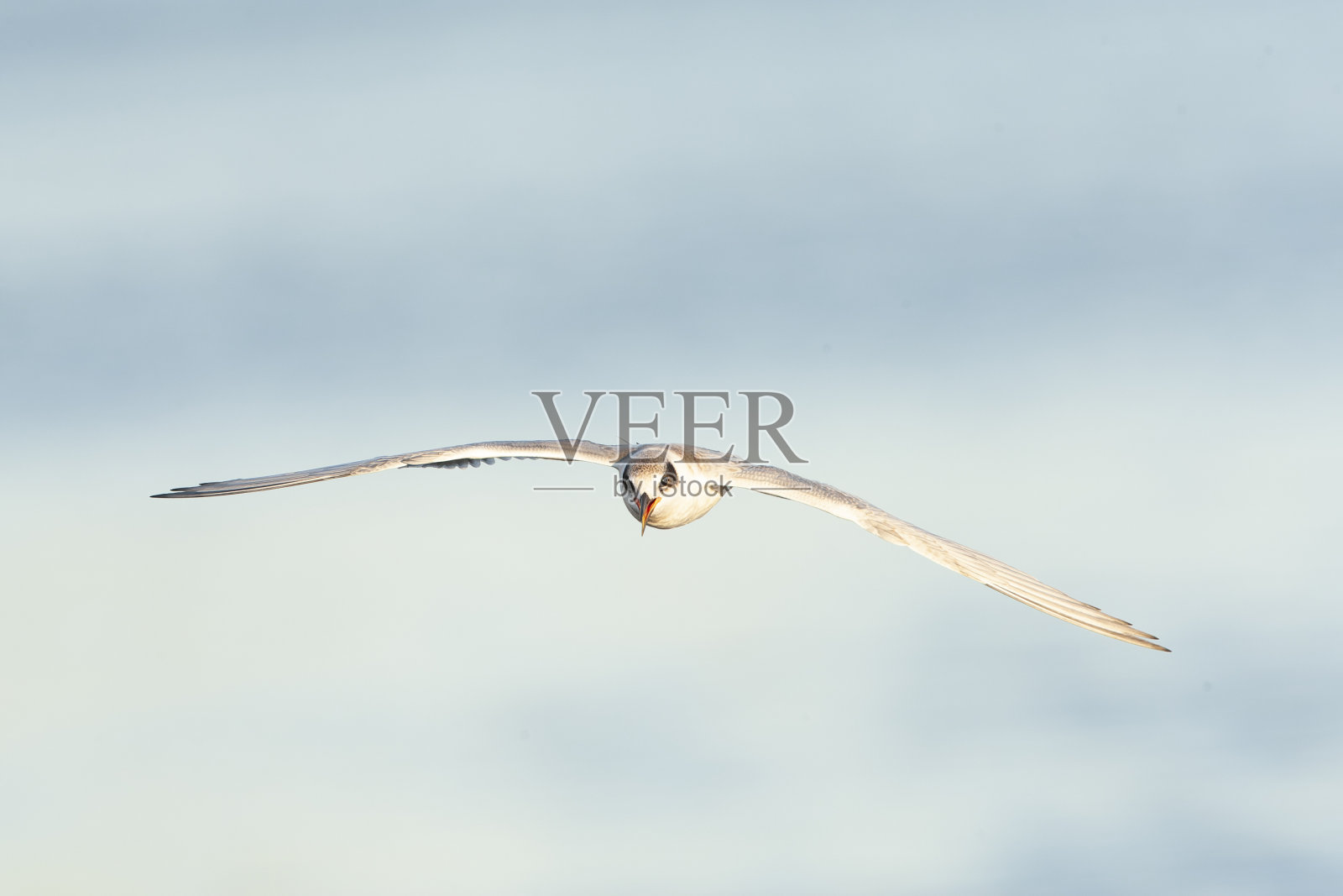 福斯特的燕鸥，Sterna forsteri，海湾地区，旧金山，加利福尼亚，美国。照片摄影图片