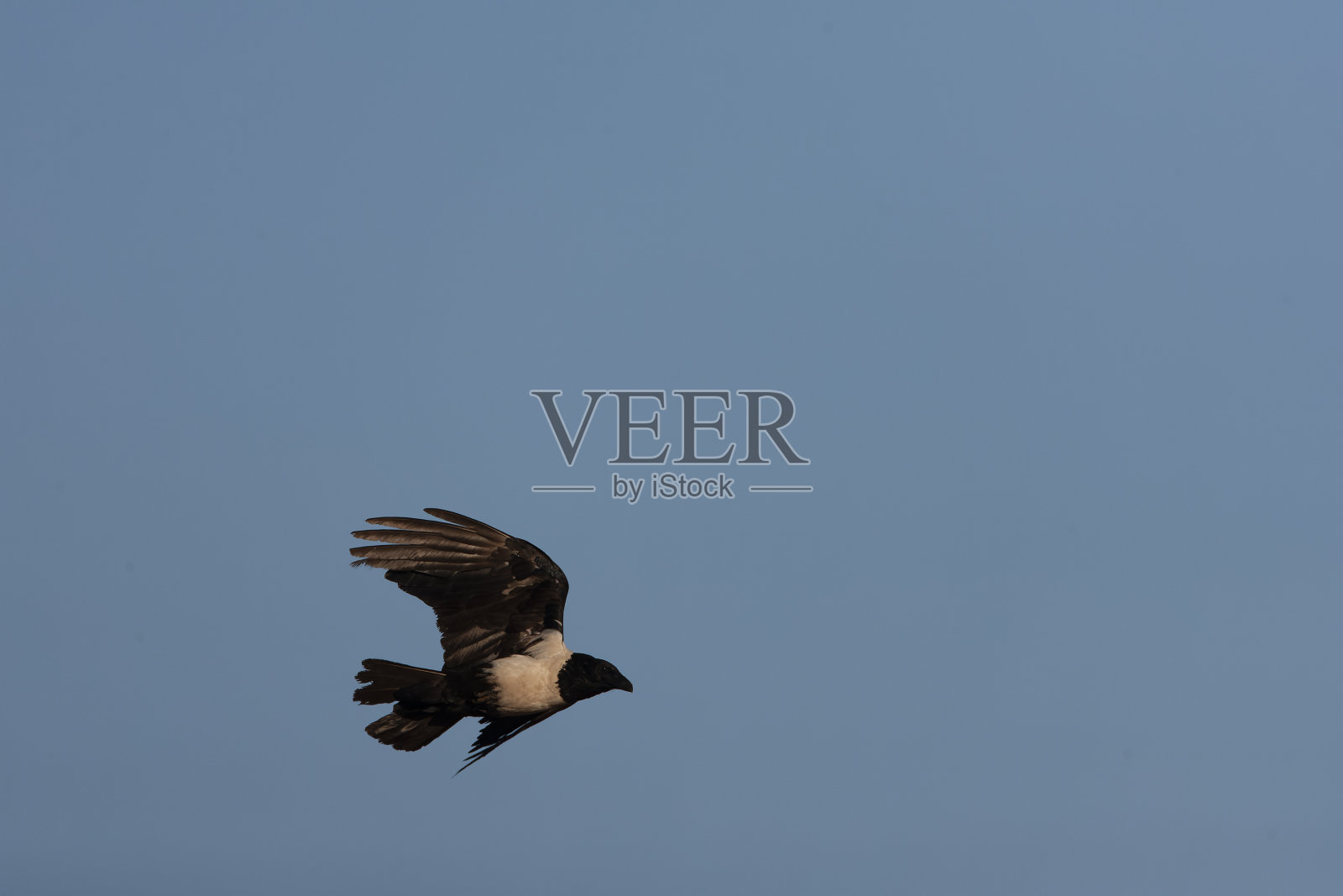 花衣乌鸦，考沃斯，阿不思照片摄影图片