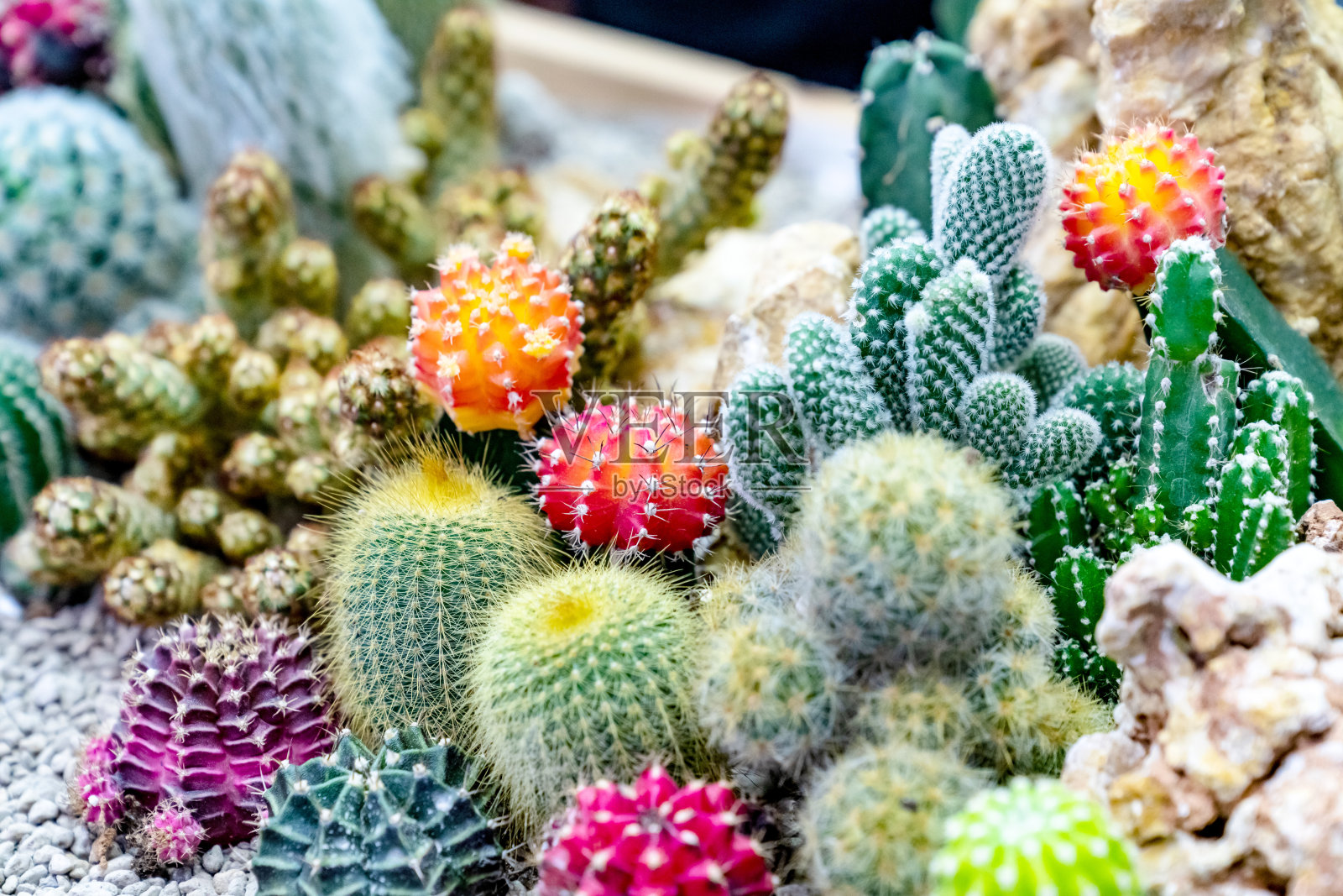 花园中各种仙人掌植物的特写照片摄影图片