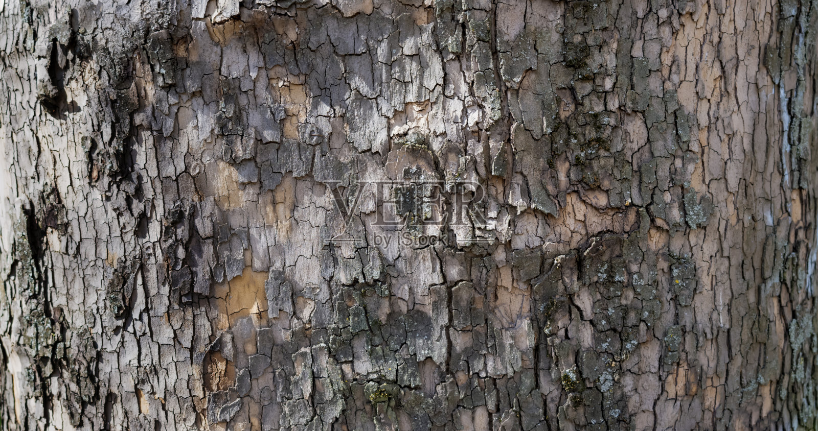 树皮的浮雕纹理。全景照片照片摄影图片