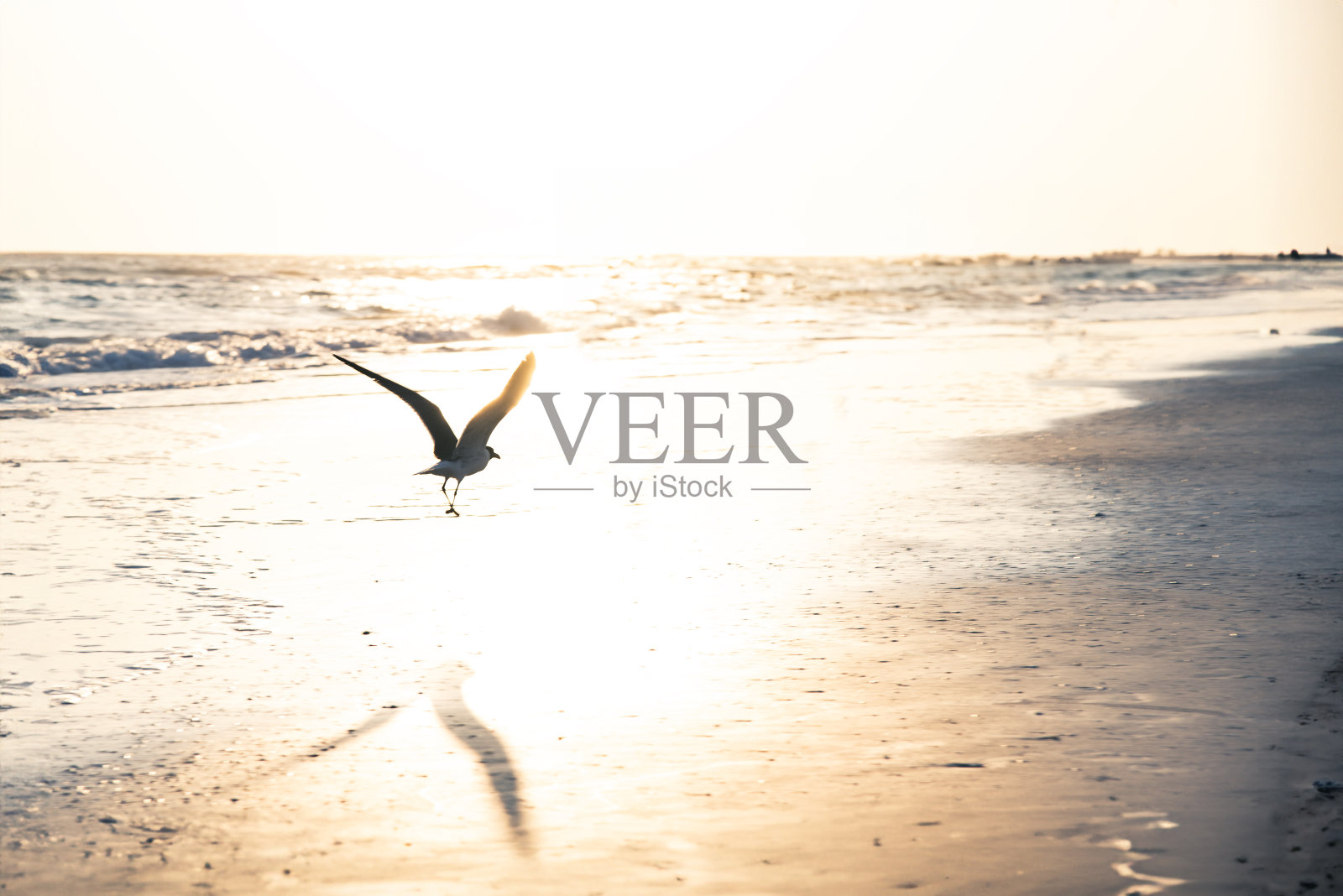 不断上升的海鸥照片摄影图片