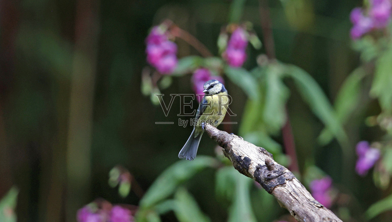 蓝山雀在树林里寻找食物照片摄影图片
