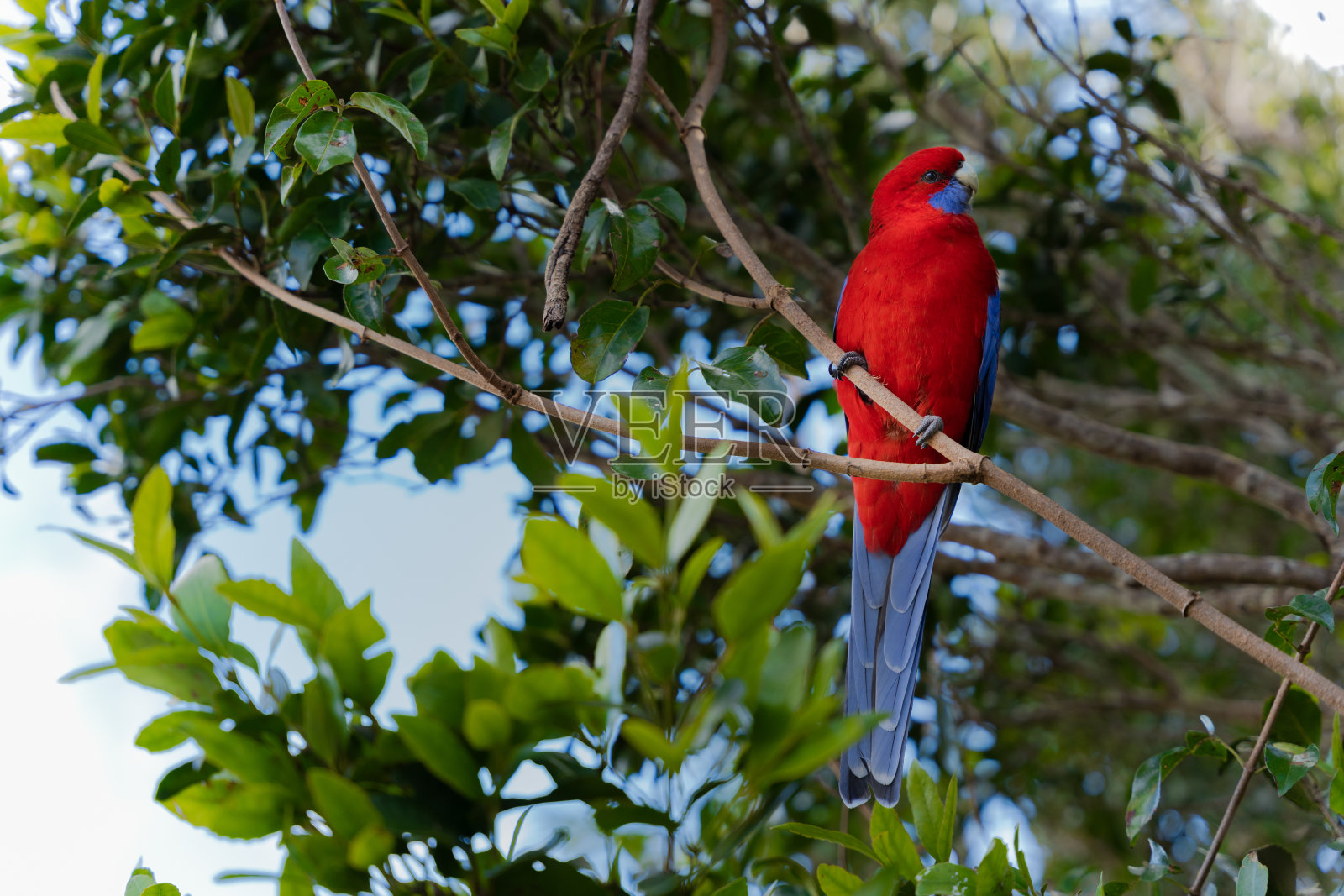 深红色的玫瑰栖息在一棵树上照片摄影图片