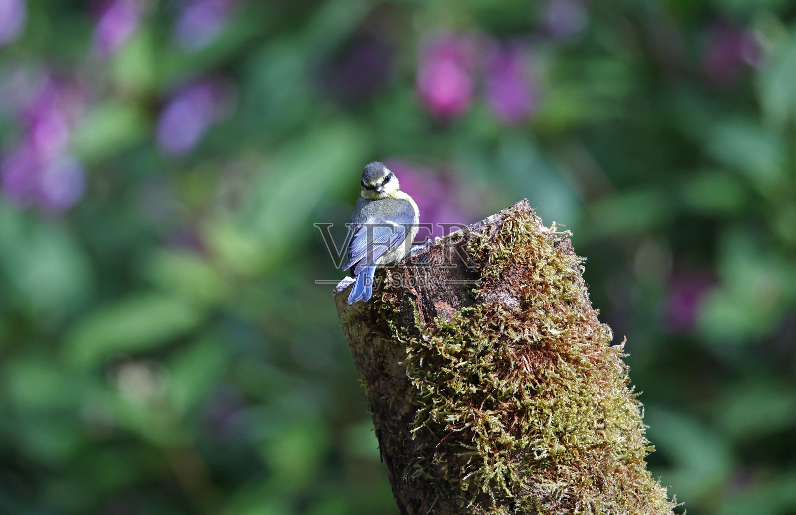 蓝山雀在树林里寻找食物照片摄影图片