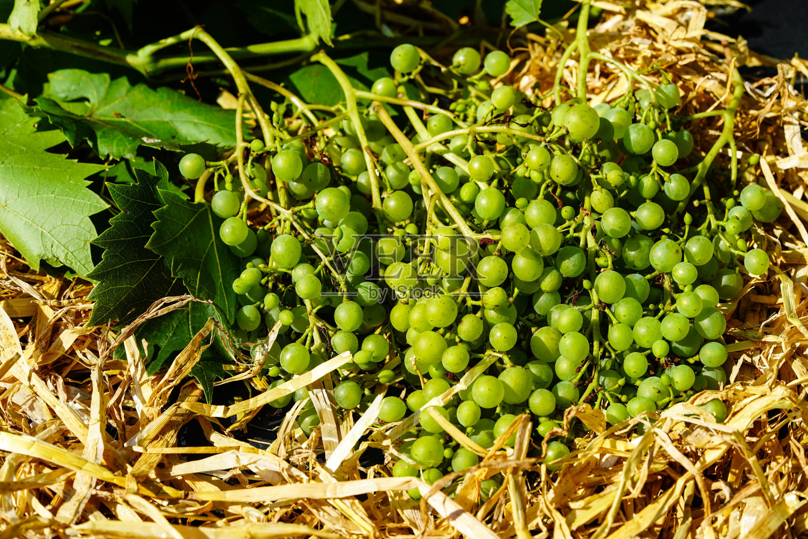 葡萄酒照片摄影图片