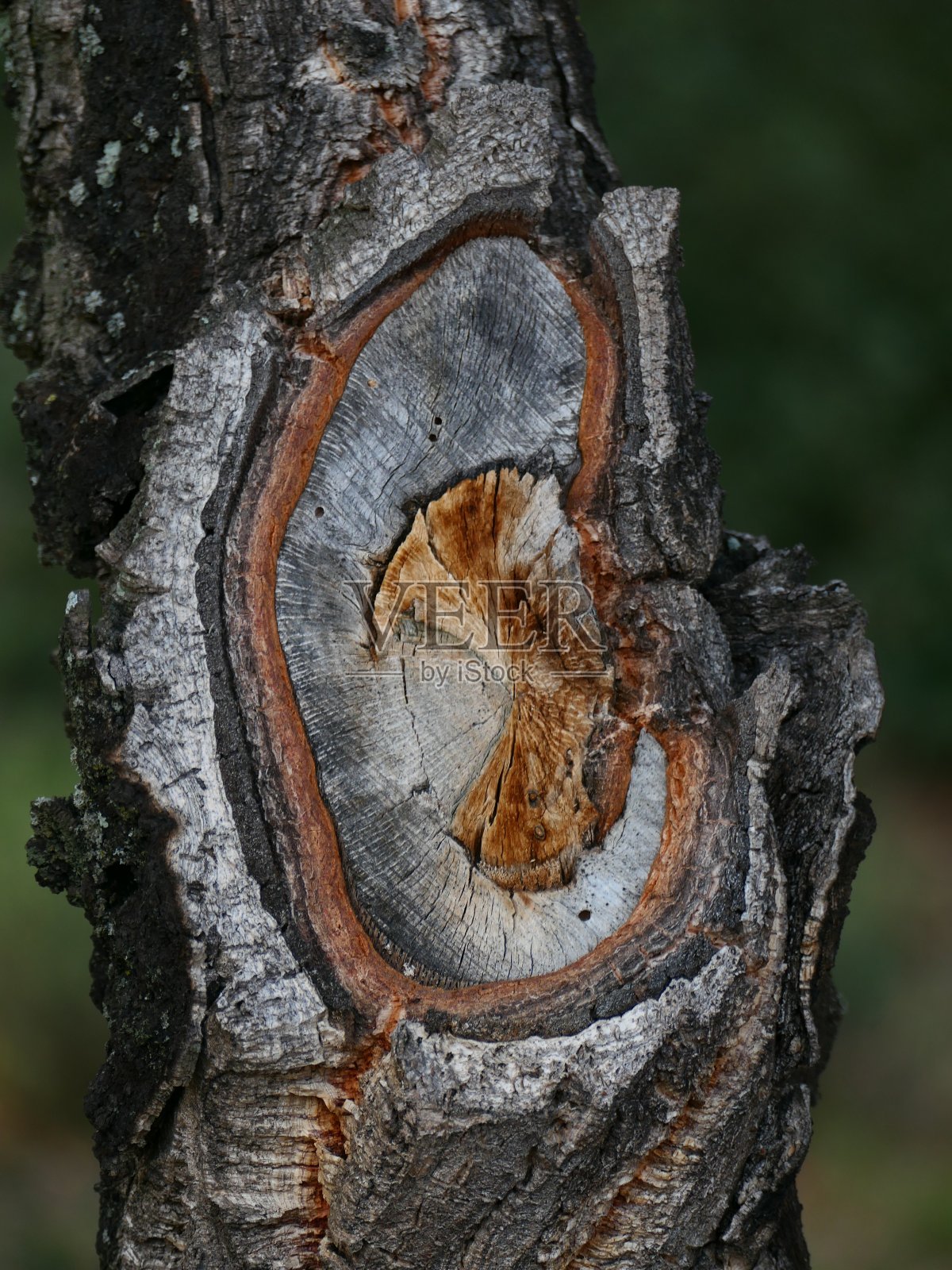 栓皮栎树干:卡普马尼地区，加泰罗尼亚照片摄影图片