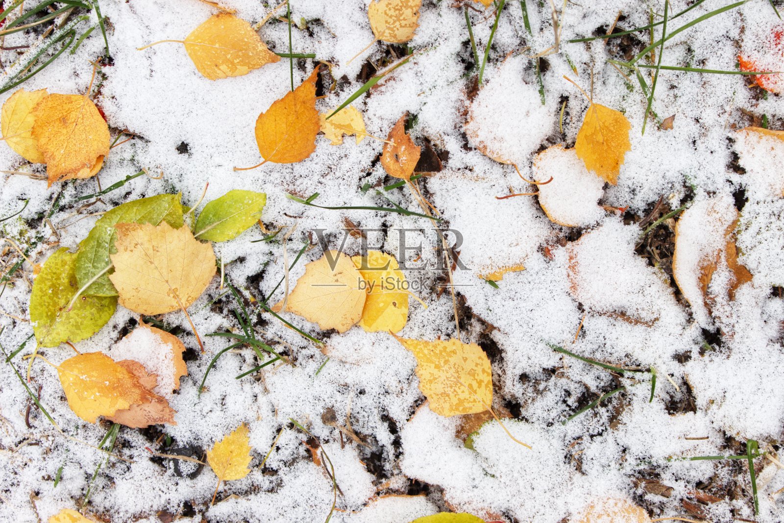 白桦树落在雪地上的黄色落叶照片摄影图片