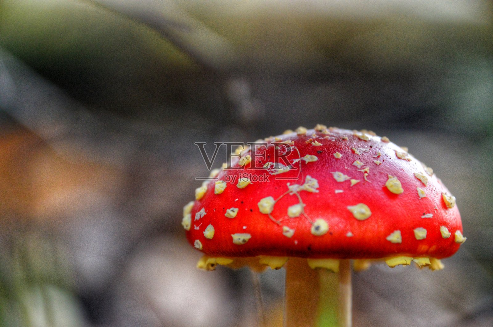 蘑菇照片摄影图片