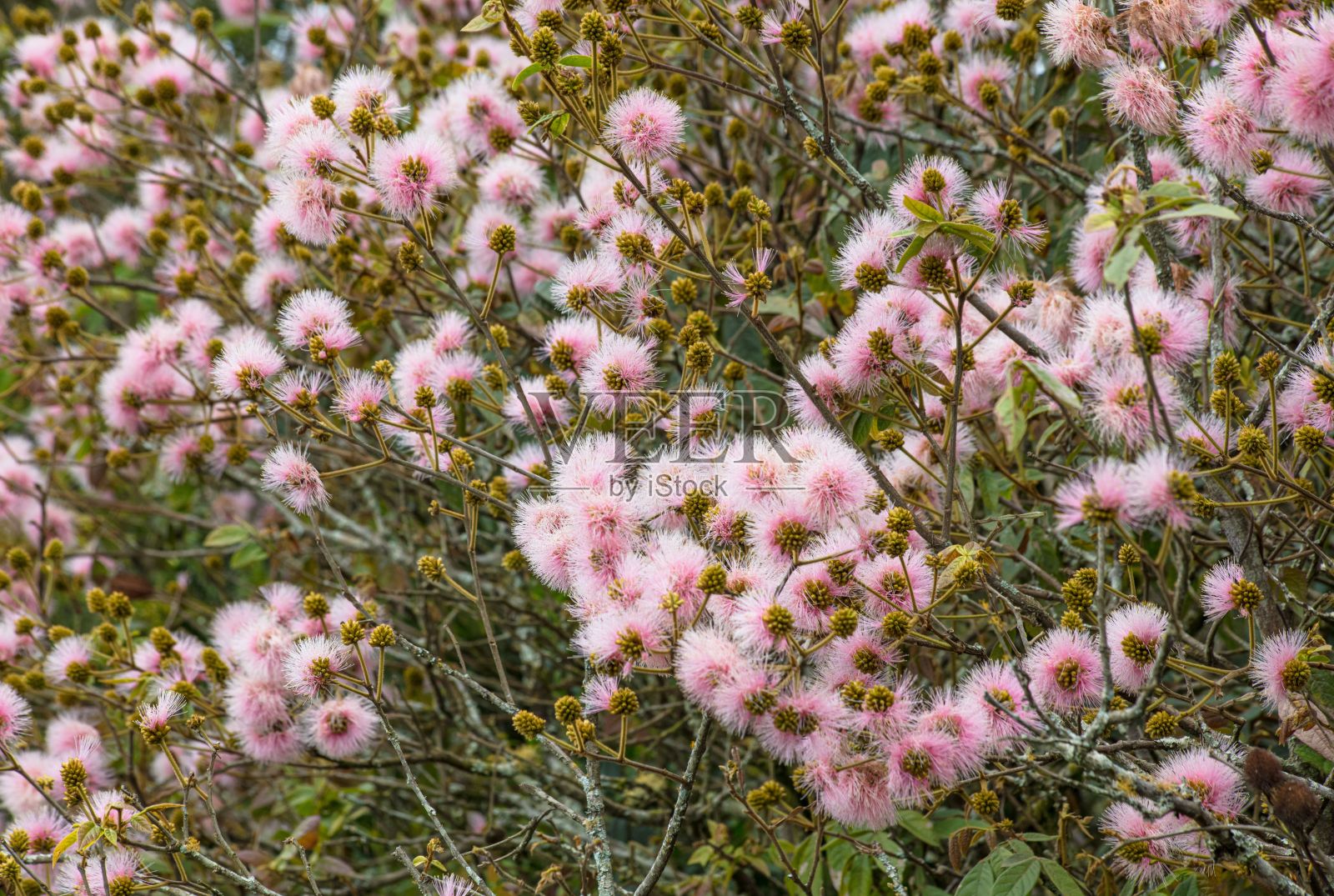 粉红色万寿菊丛的侧视图。照片摄影图片