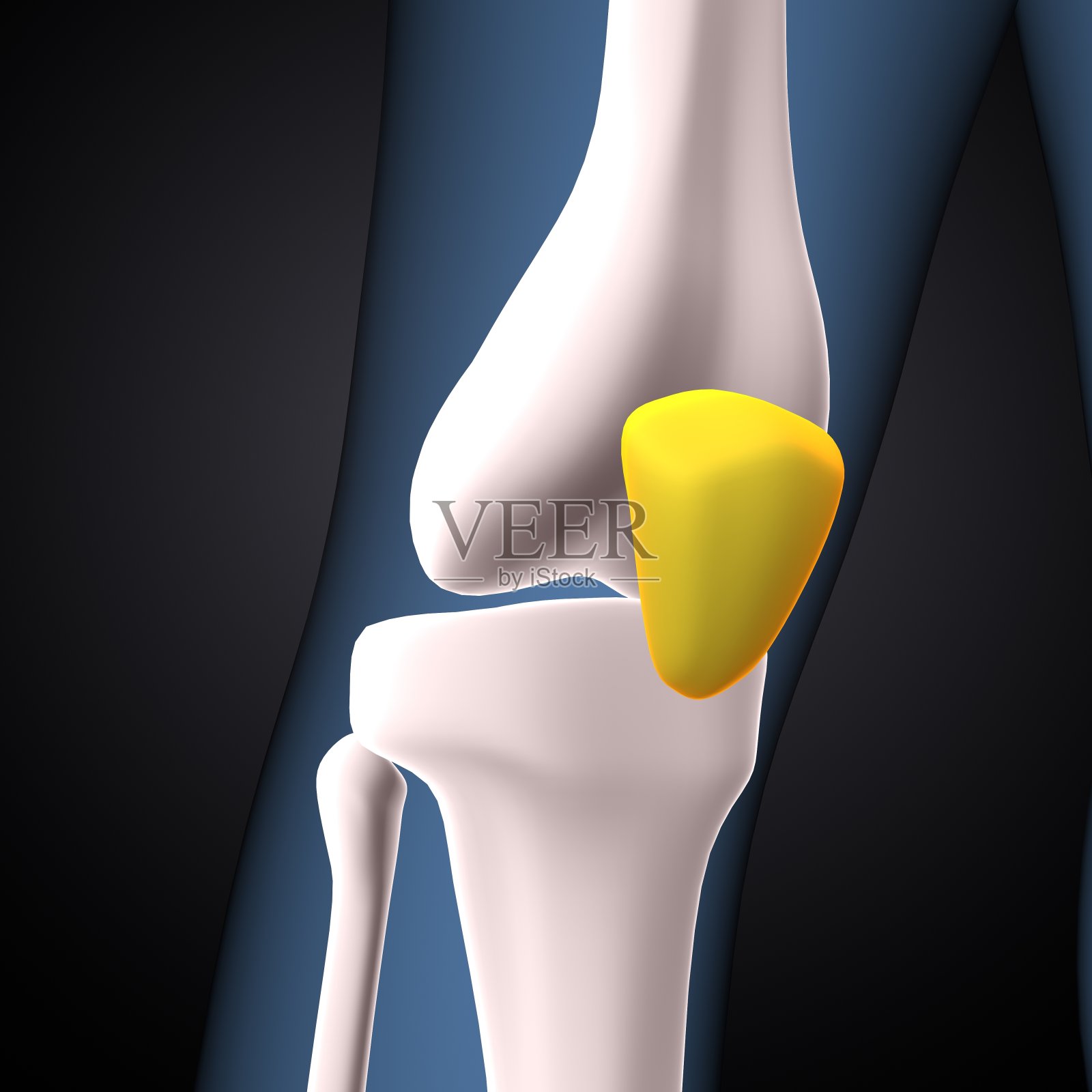 人体骨骼膝关节解剖三维插图照片摄影图片