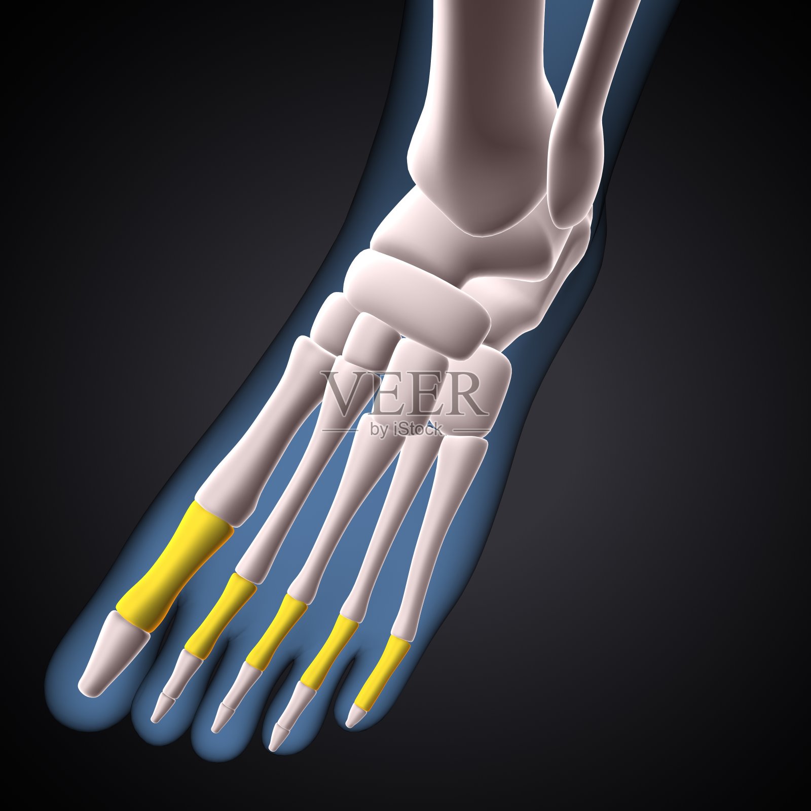 人体足近端指骨的三维插图。照片摄影图片