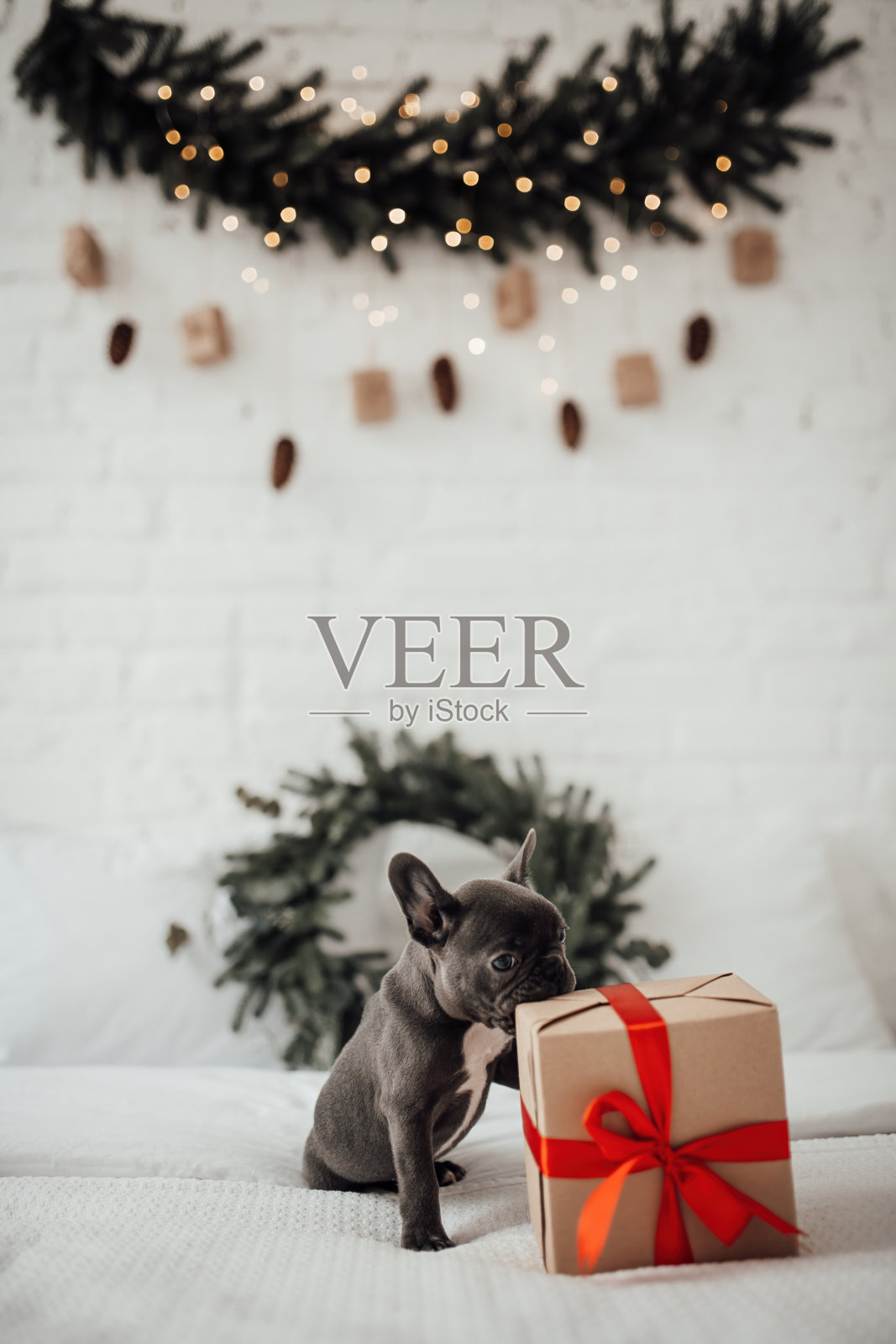 有趣的灰色小狗法国斗牛犬与圣诞礼盒在家里节日设置照片摄影图片