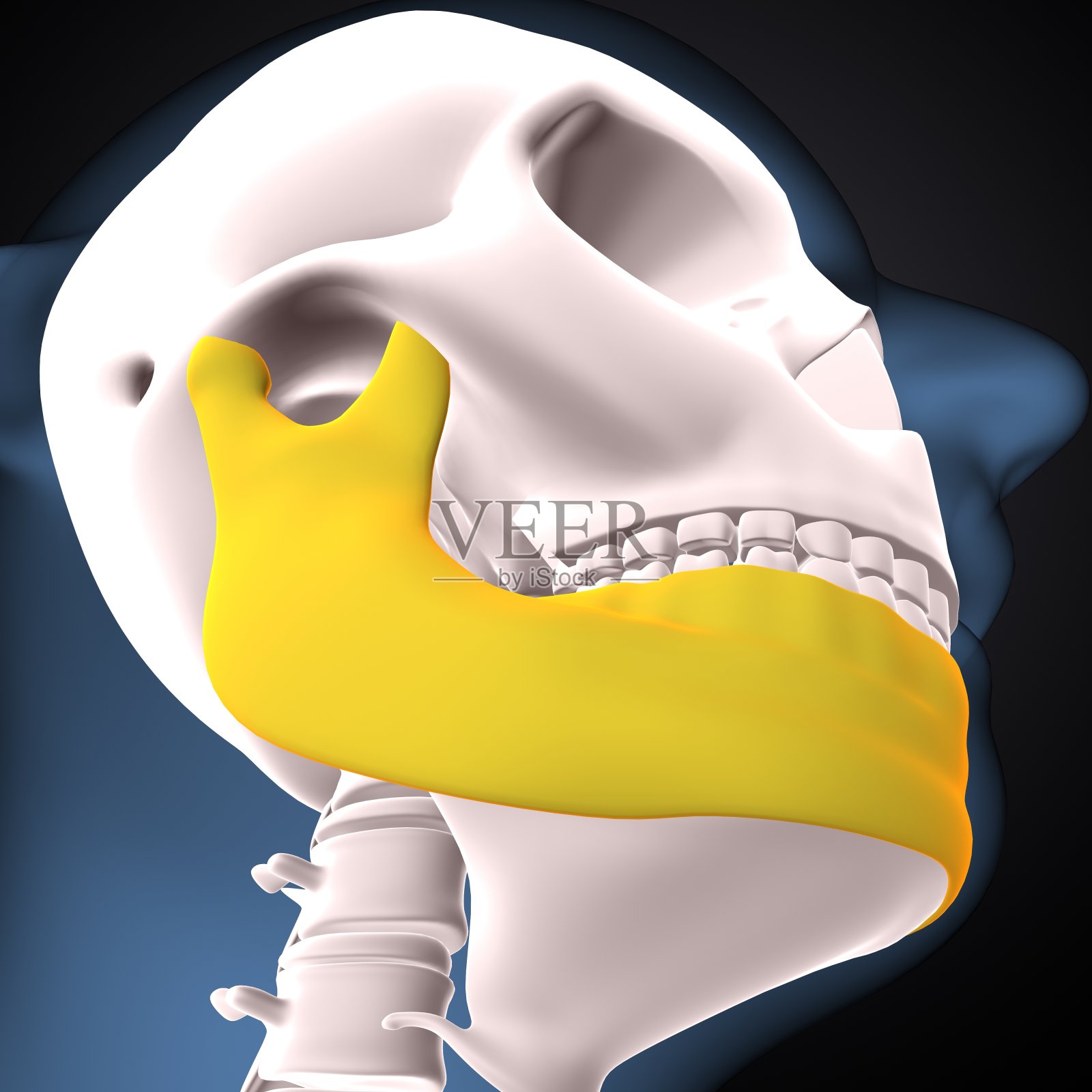 人体骨骼解剖学下颌骨。三维演示照片摄影图片