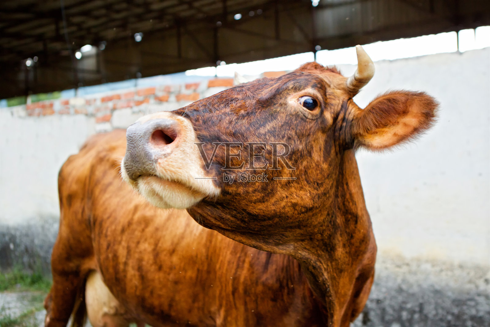 美丽质朴的棕色奶牛站在村子里看着镜头照片摄影图片