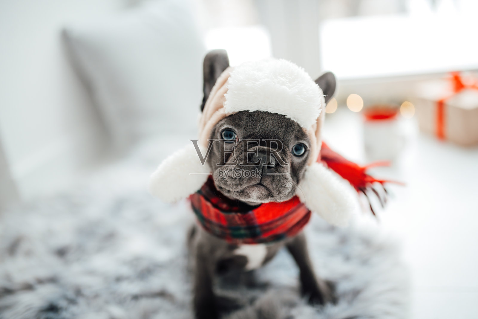 有趣的灰色小狗法国斗牛犬穿着圣诞服装在家里的节日设置照片摄影图片