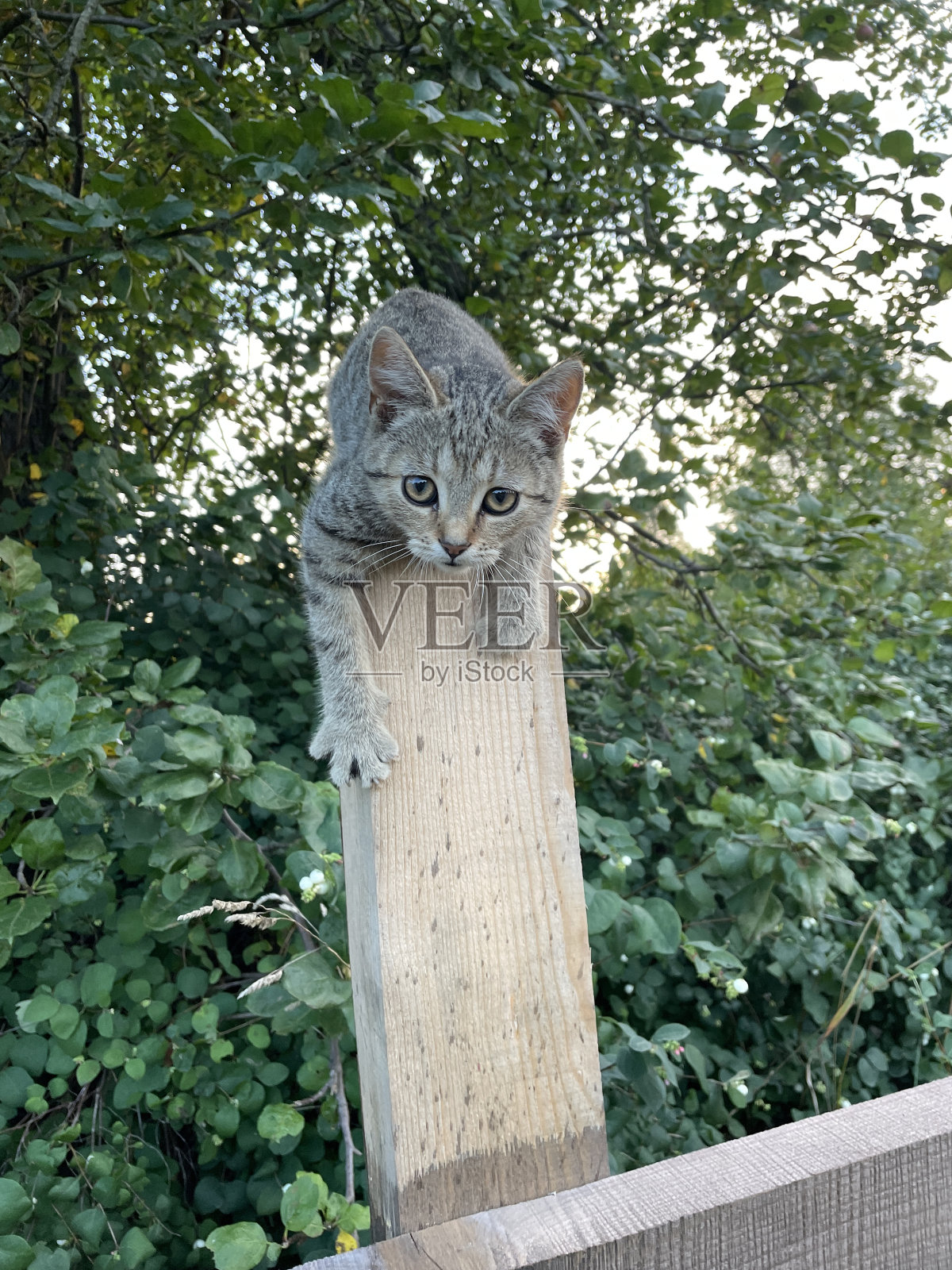 猫在篱笆上照片摄影图片
