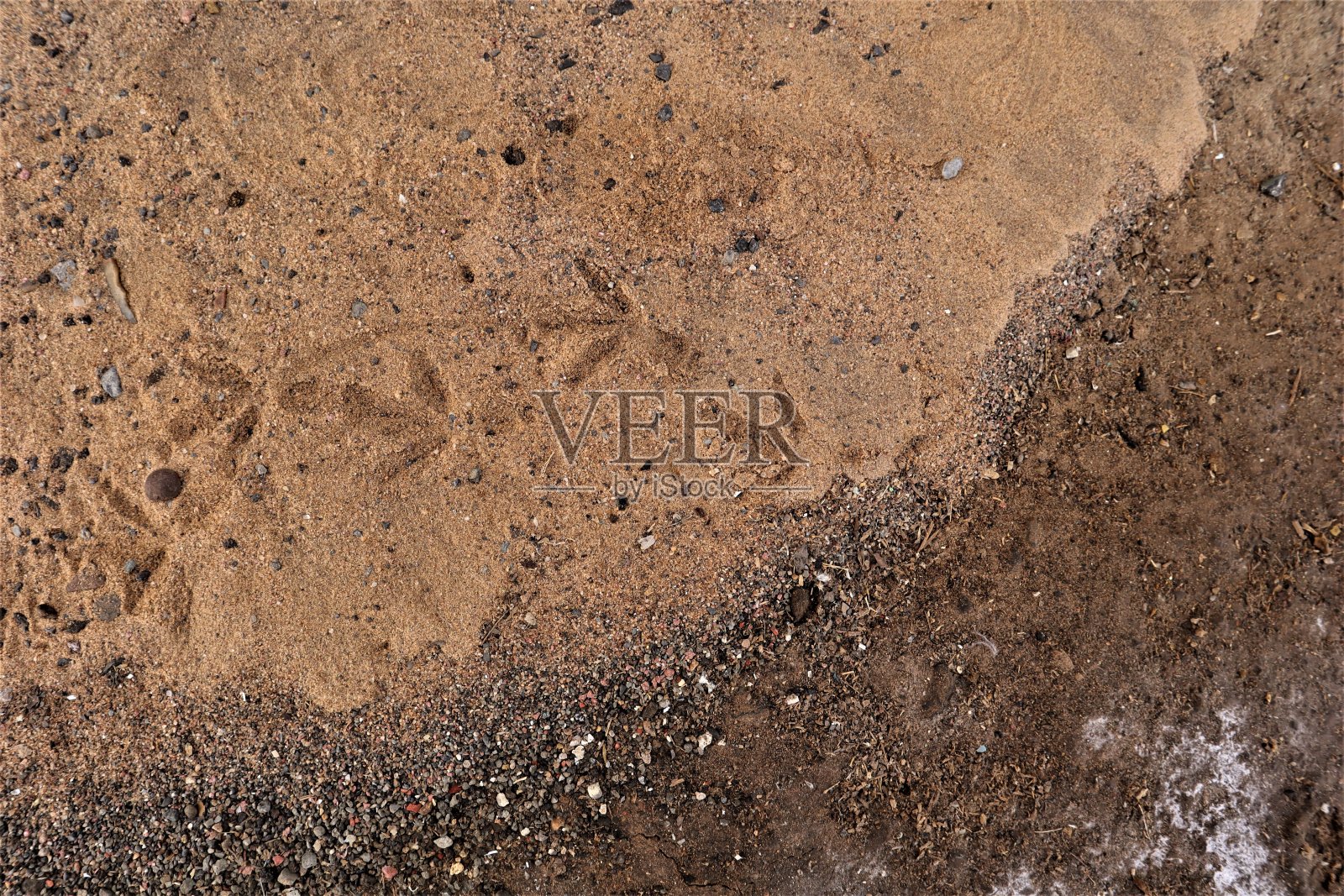 沙滩上的鸽子脚印，鸟类足迹，动物痕迹，观鸟照片摄影图片