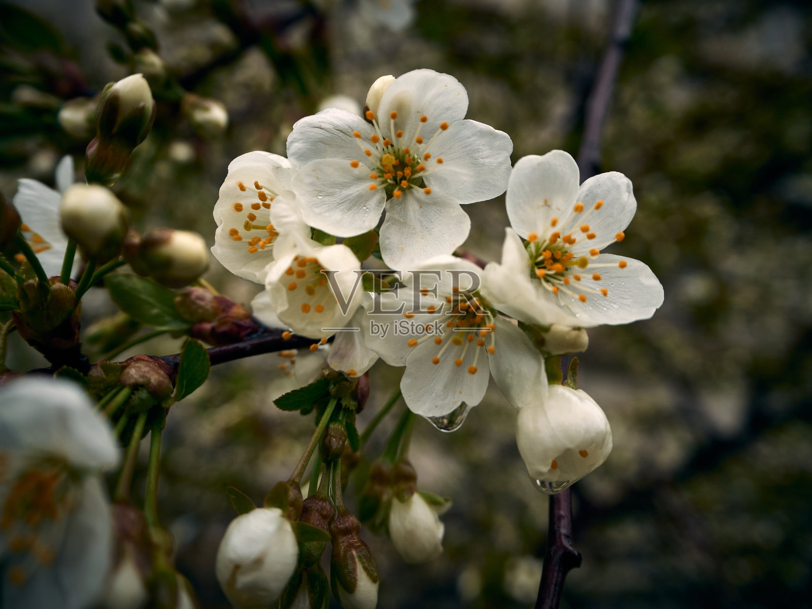 一棵果树正在开花，美丽的白花散落在树枝上，它的春天来了照片摄影图片