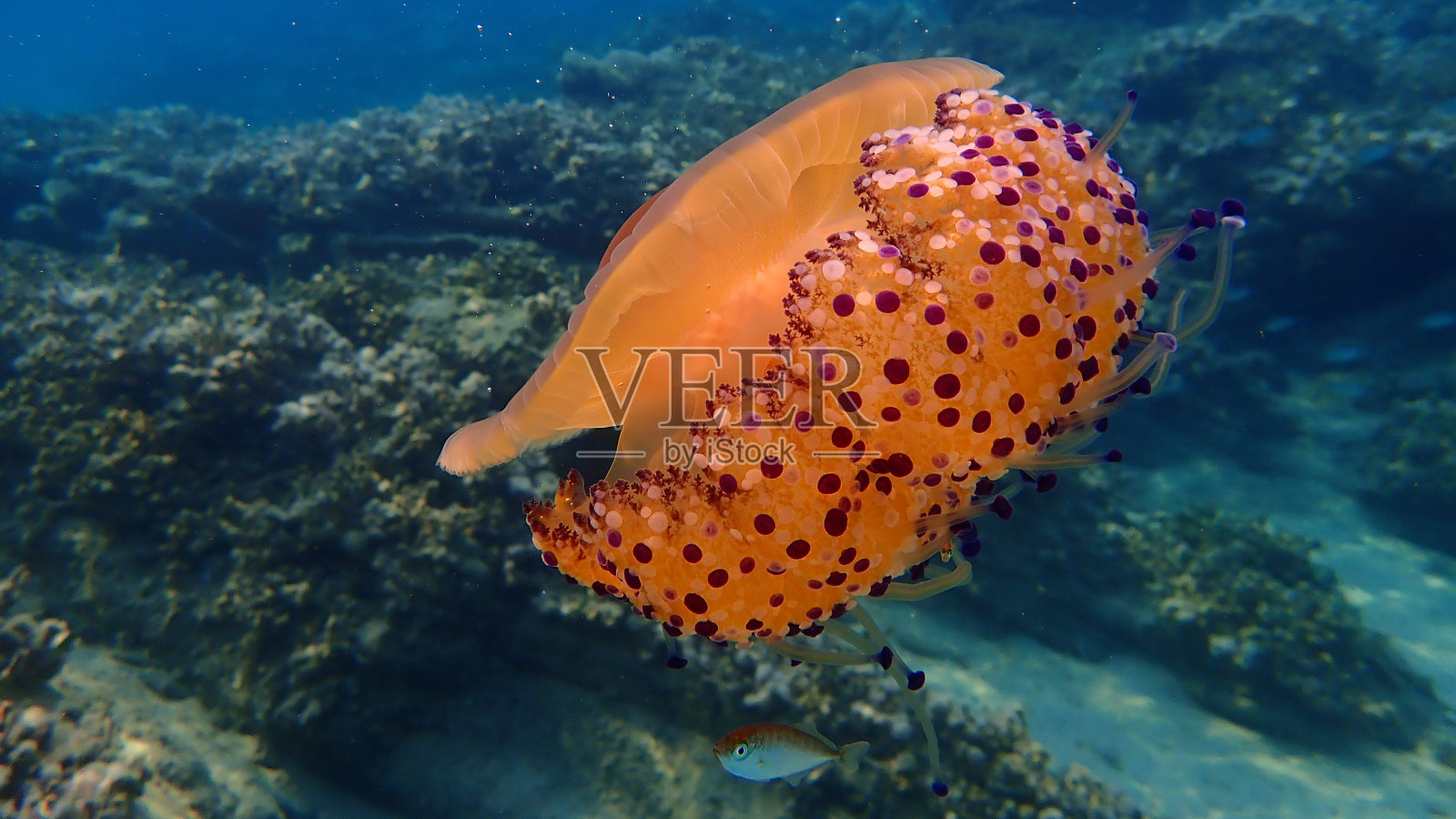 幼年大西洋马鲛鱼(Trachurus Trachurus)和地中海水母(Cotylorhiza tuberculata)照片摄影图片