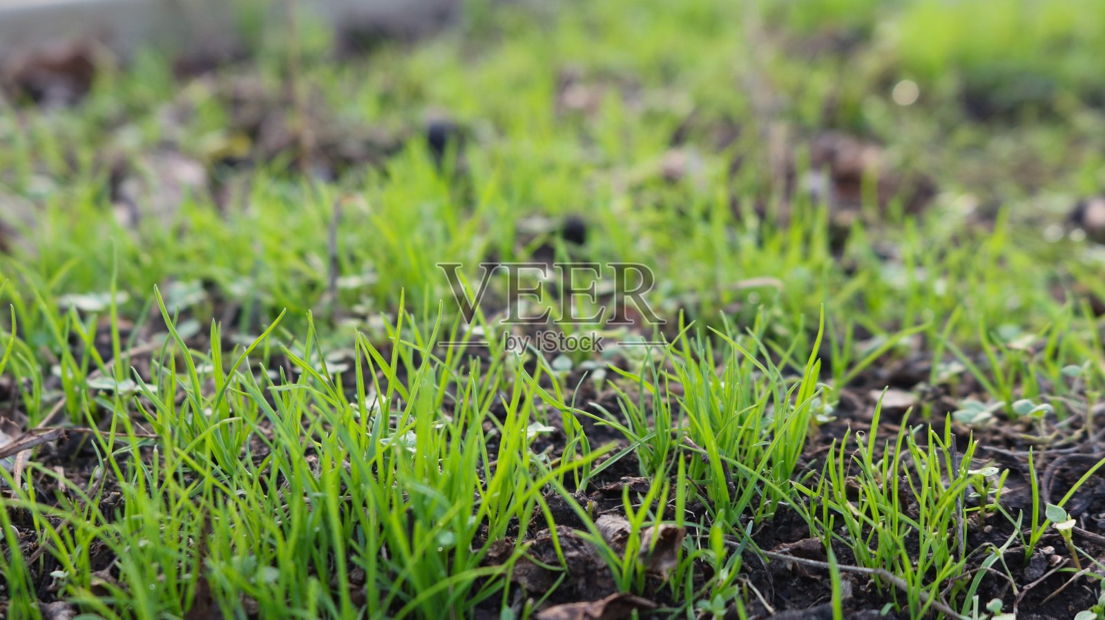 年轻的草在模糊焦点摄影的新鲜感照片摄影图片
