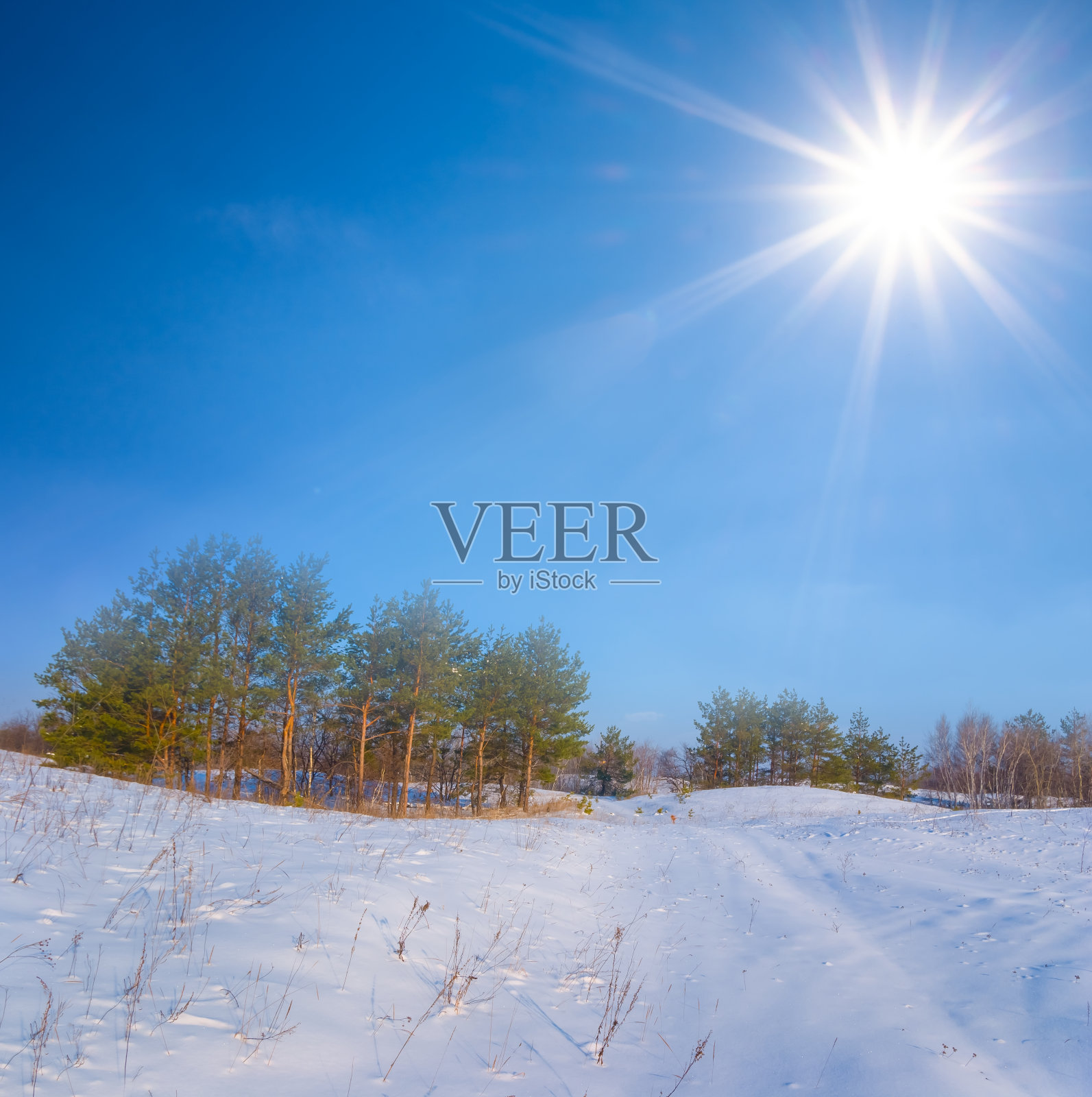 雪中冷杉林在闪耀的阳光下，美丽的户外季节景色，蓝天下的雪中冷杉林，美丽的户外季节景色照片摄影图片