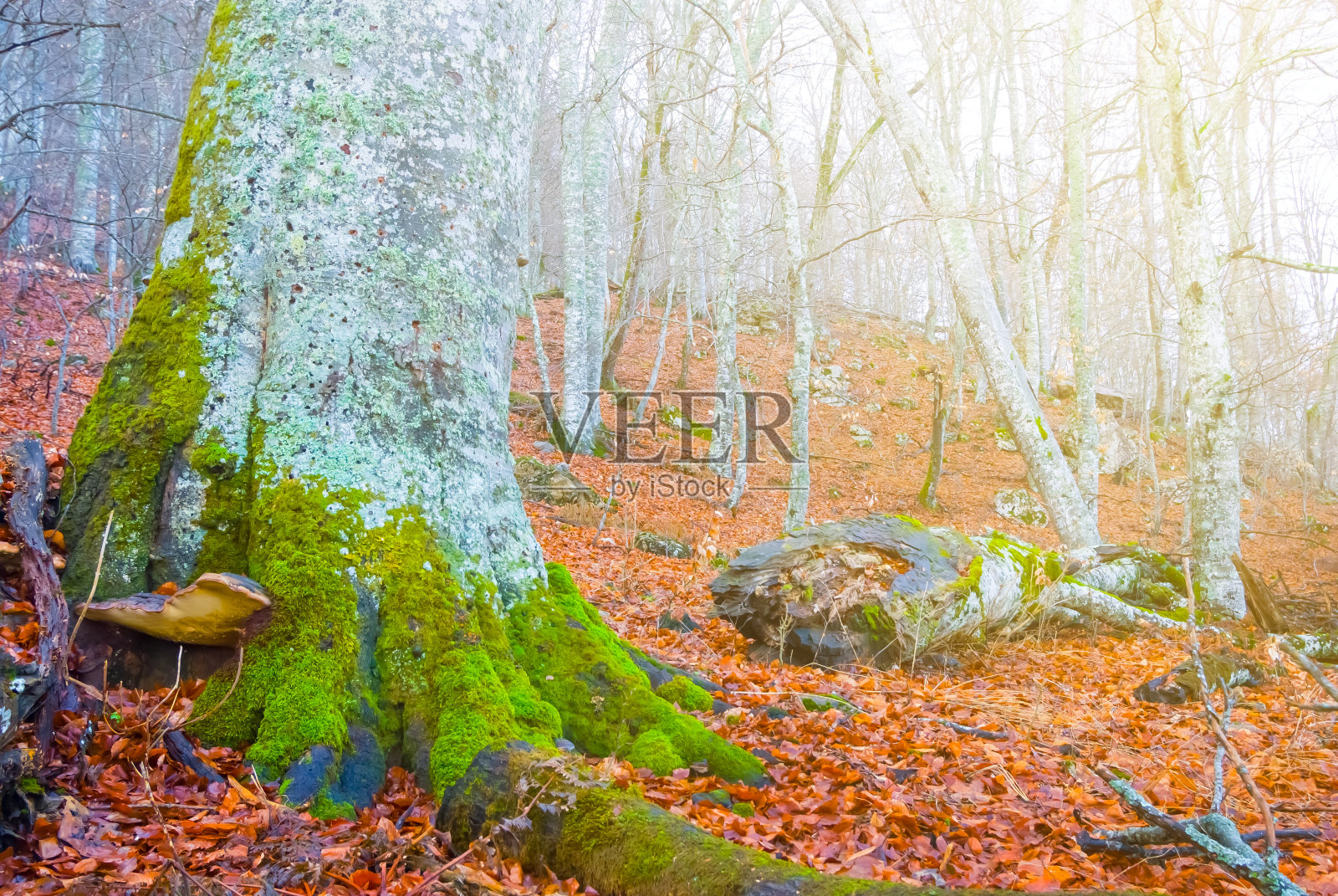 特写山毛榉树在森林中红色的干叶，明亮的秋天室外景色照片摄影图片