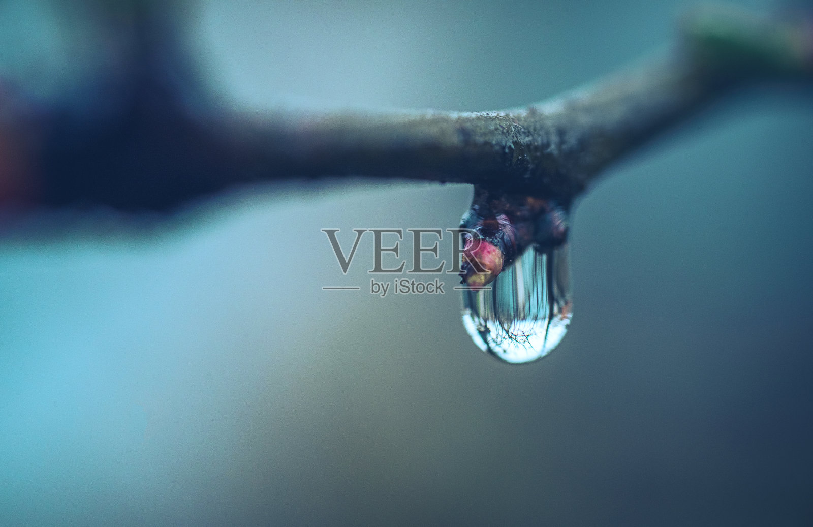 清晨的大自然沐浴着阳光和露水照片摄影图片