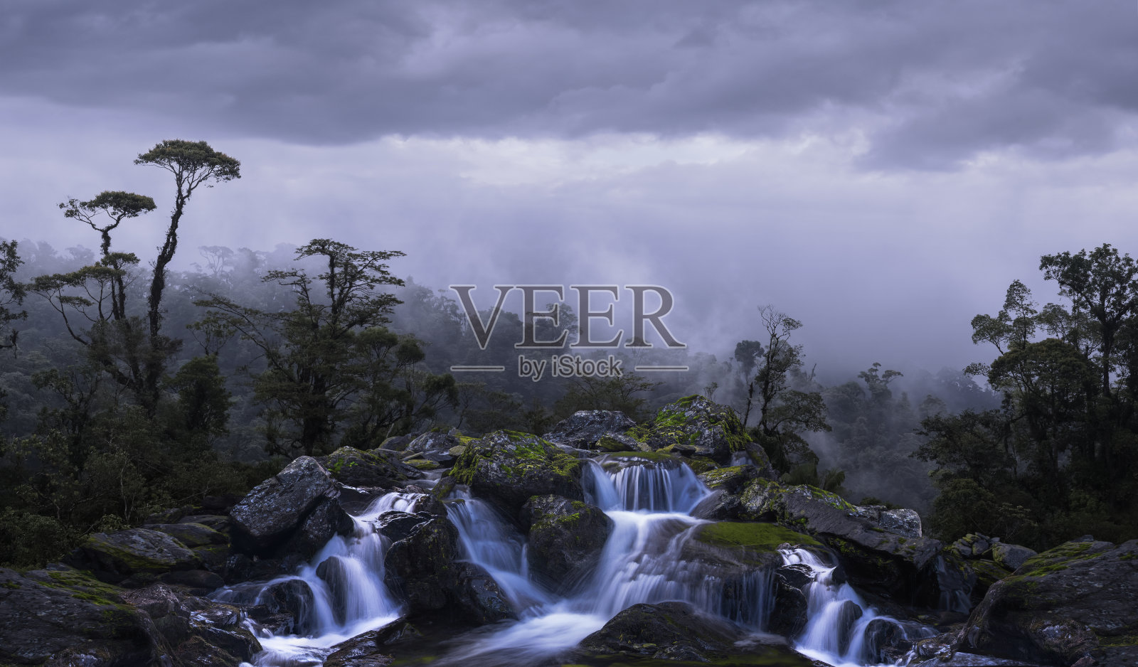 有高大树木的热带丛林照片摄影图片