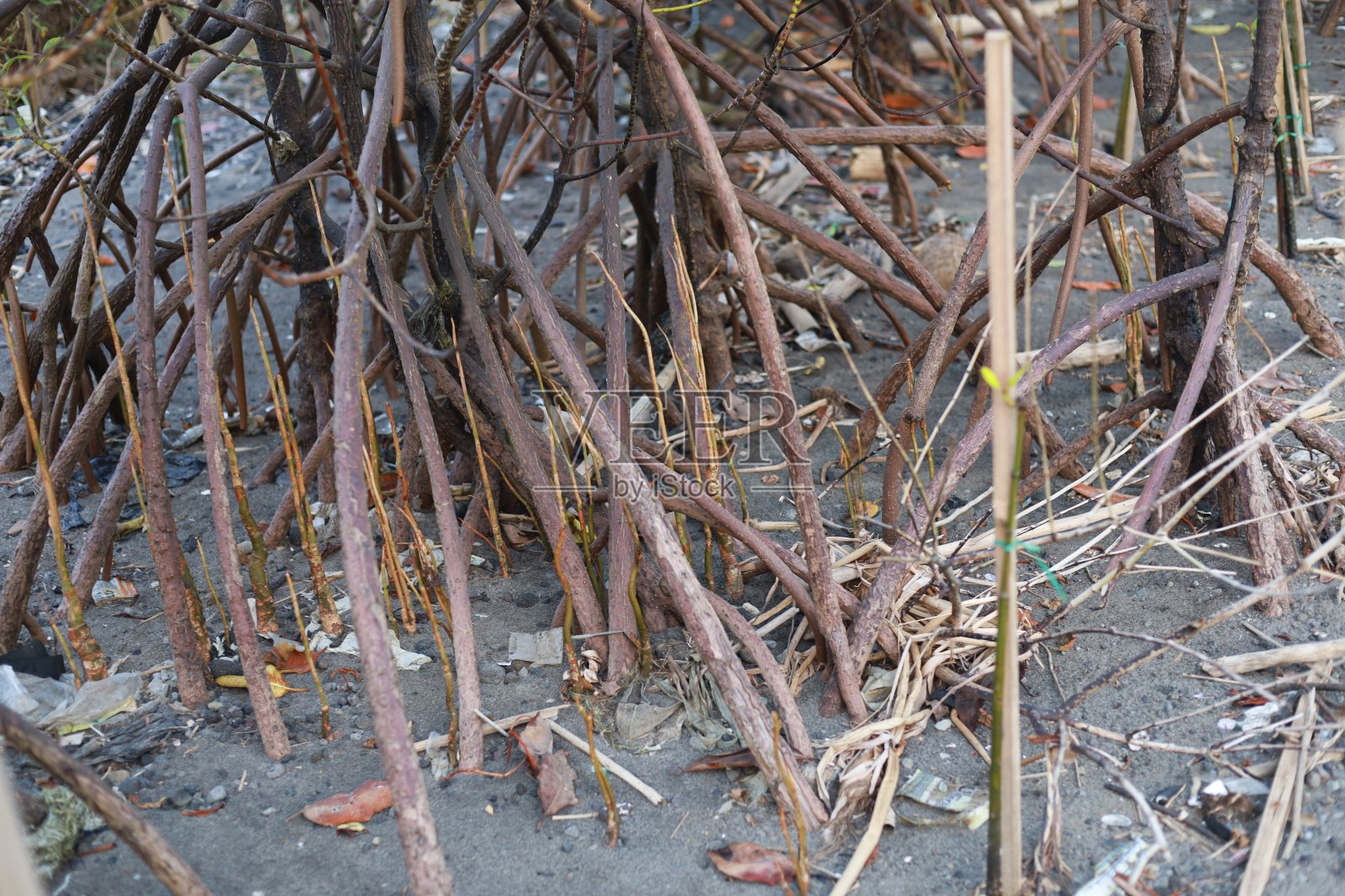 退潮时，红树林中的红树在水中生长，有细根照片摄影图片