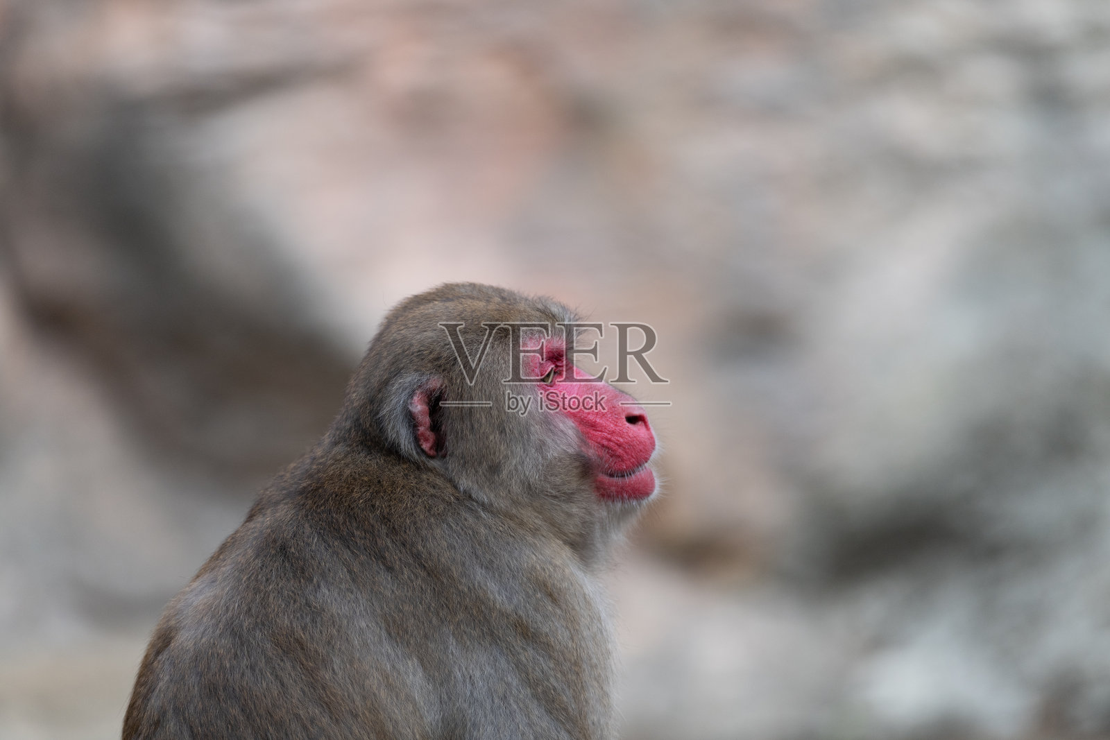 日本猕猴凝视照片摄影图片