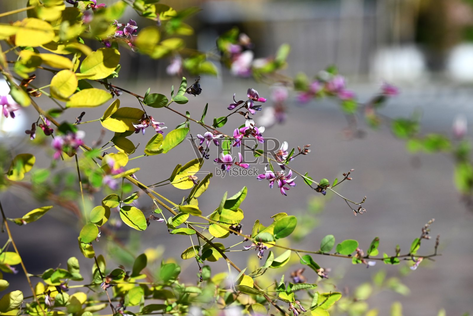 日本灌木三叶草(胡枝子)黄叶。豆科落叶灌木。照片摄影图片