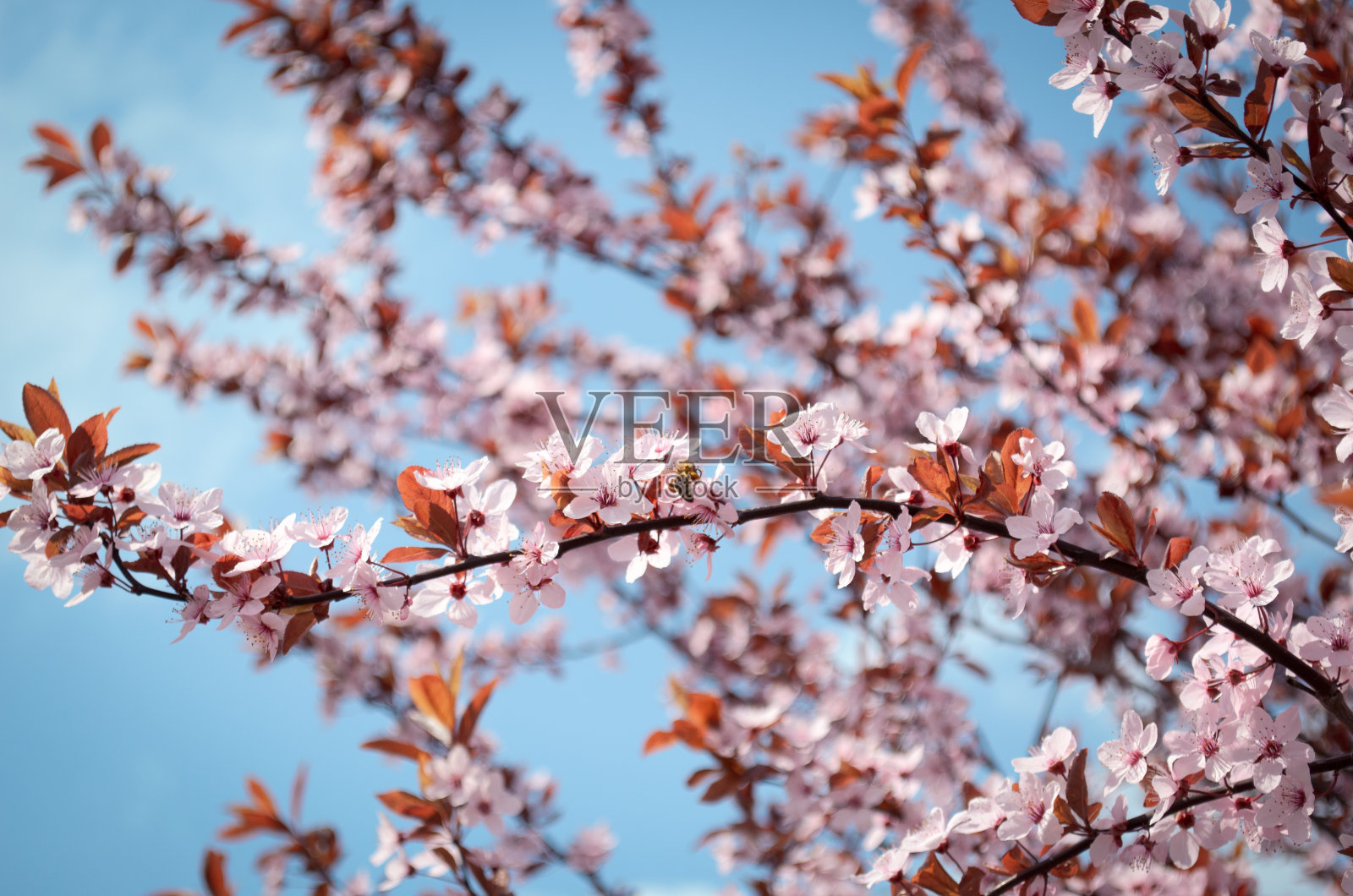 春天开花照片摄影图片
