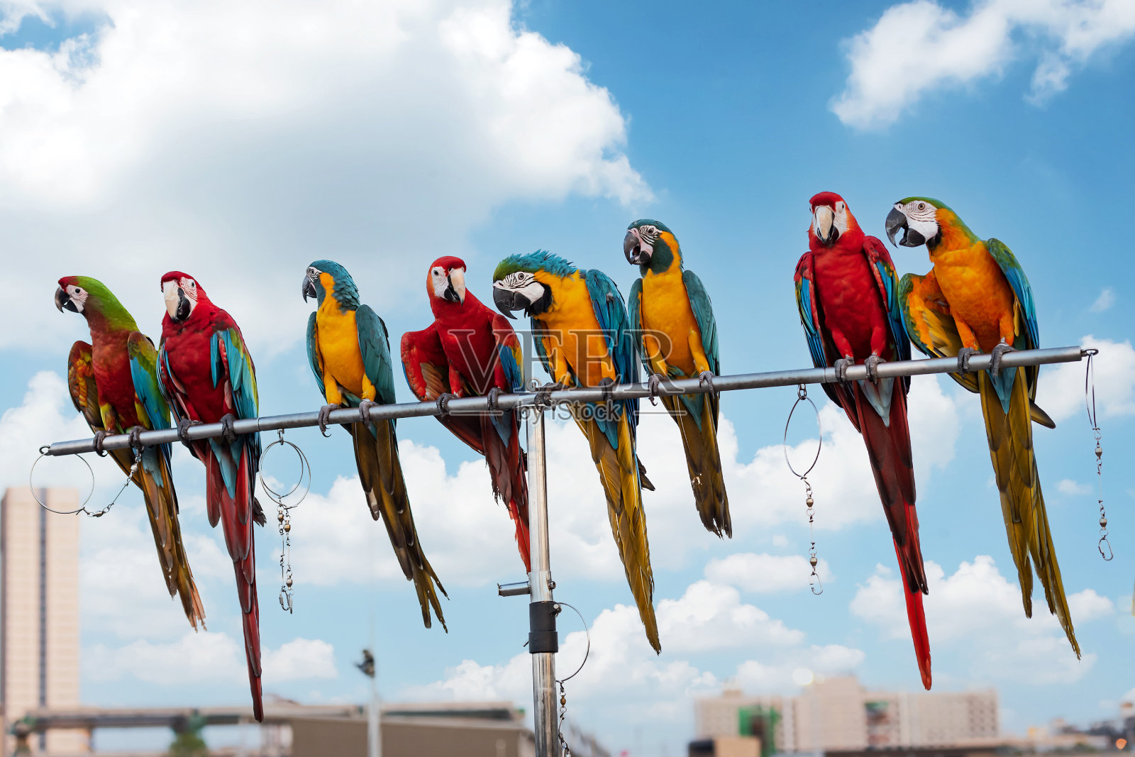 金刚鹦鹉的美丽照片摄影图片