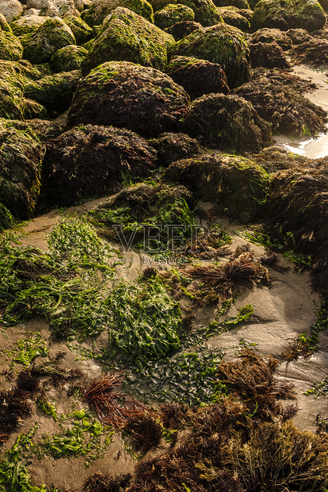 退潮时露出的藻类和岩石照片摄影图片