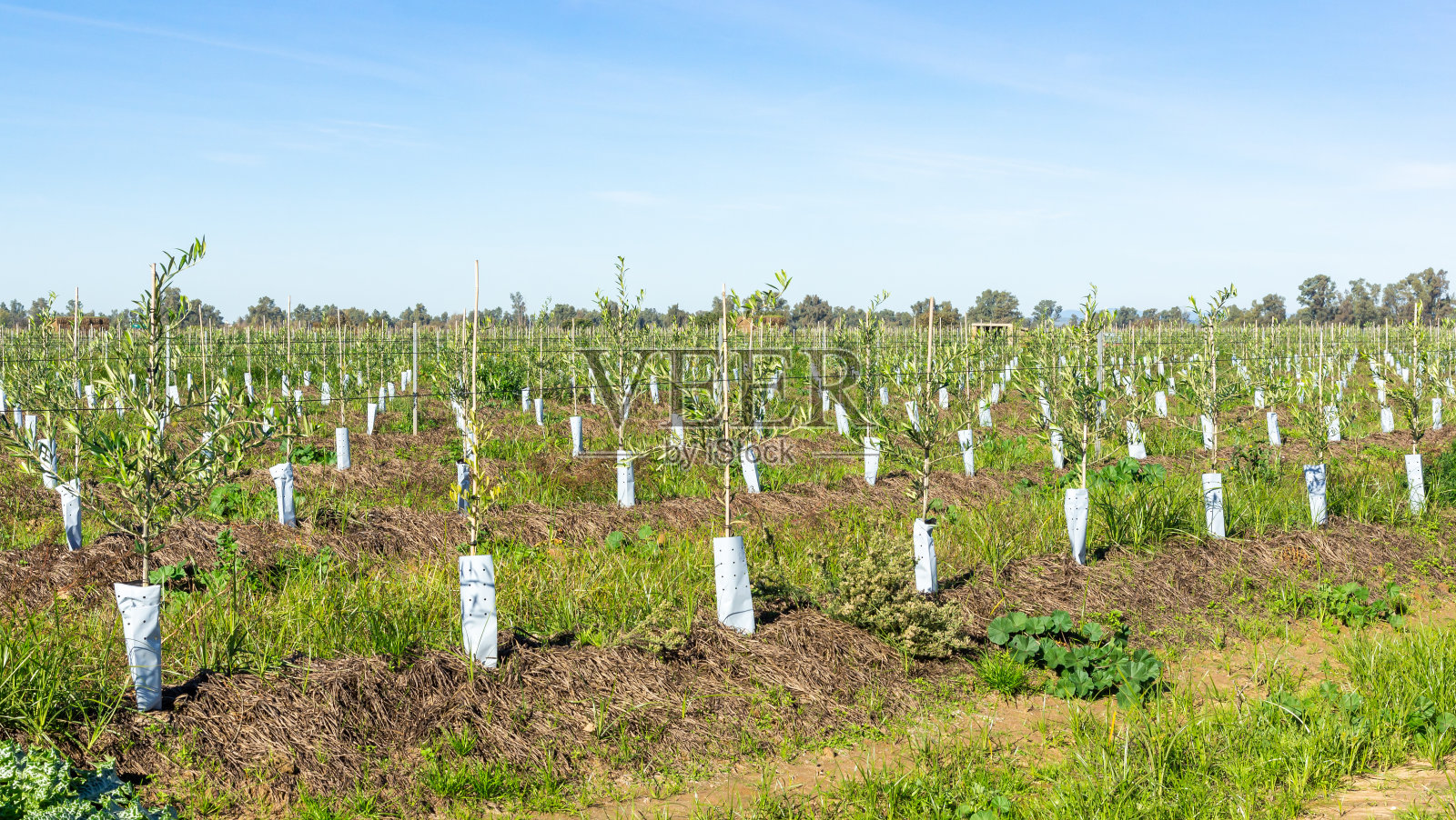 橄榄生长:秋日蓝天下全面发展的集约橄榄田的对角线透视。照片摄影图片