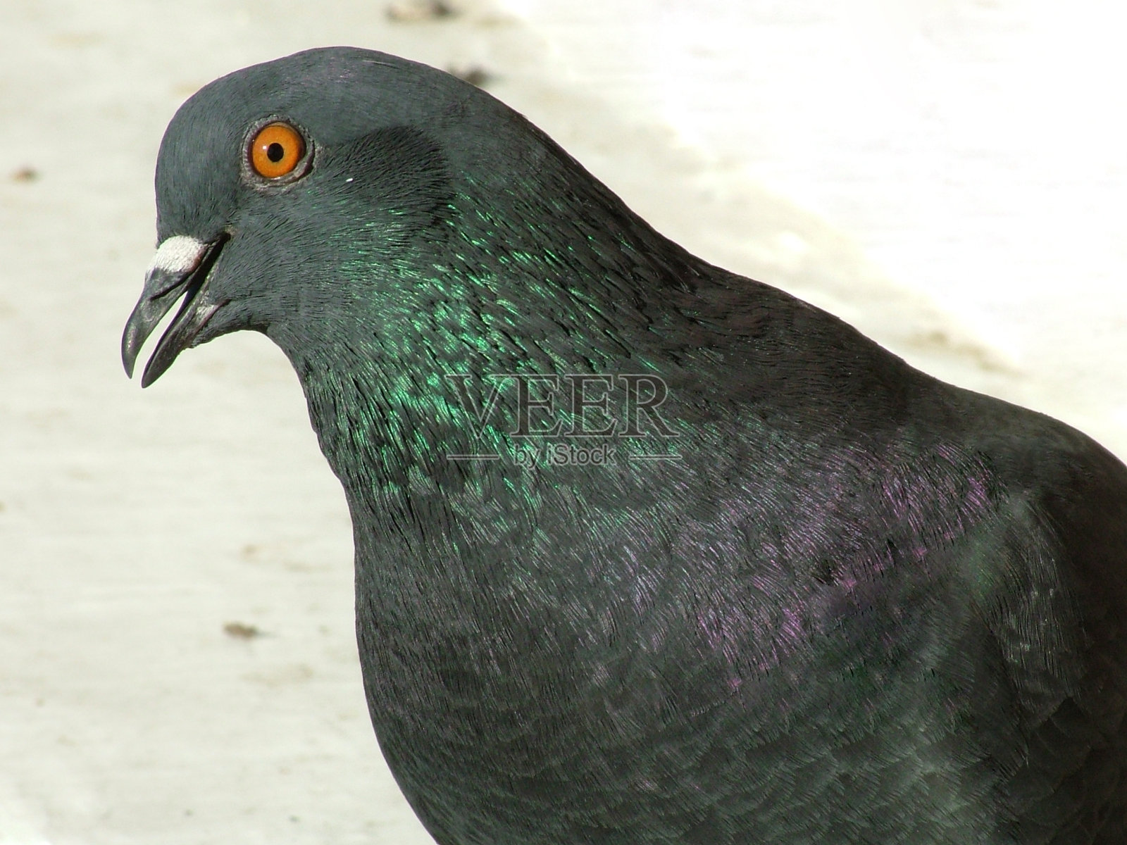 一只好奇的鸟，鸽子看着相机。照片摄影图片