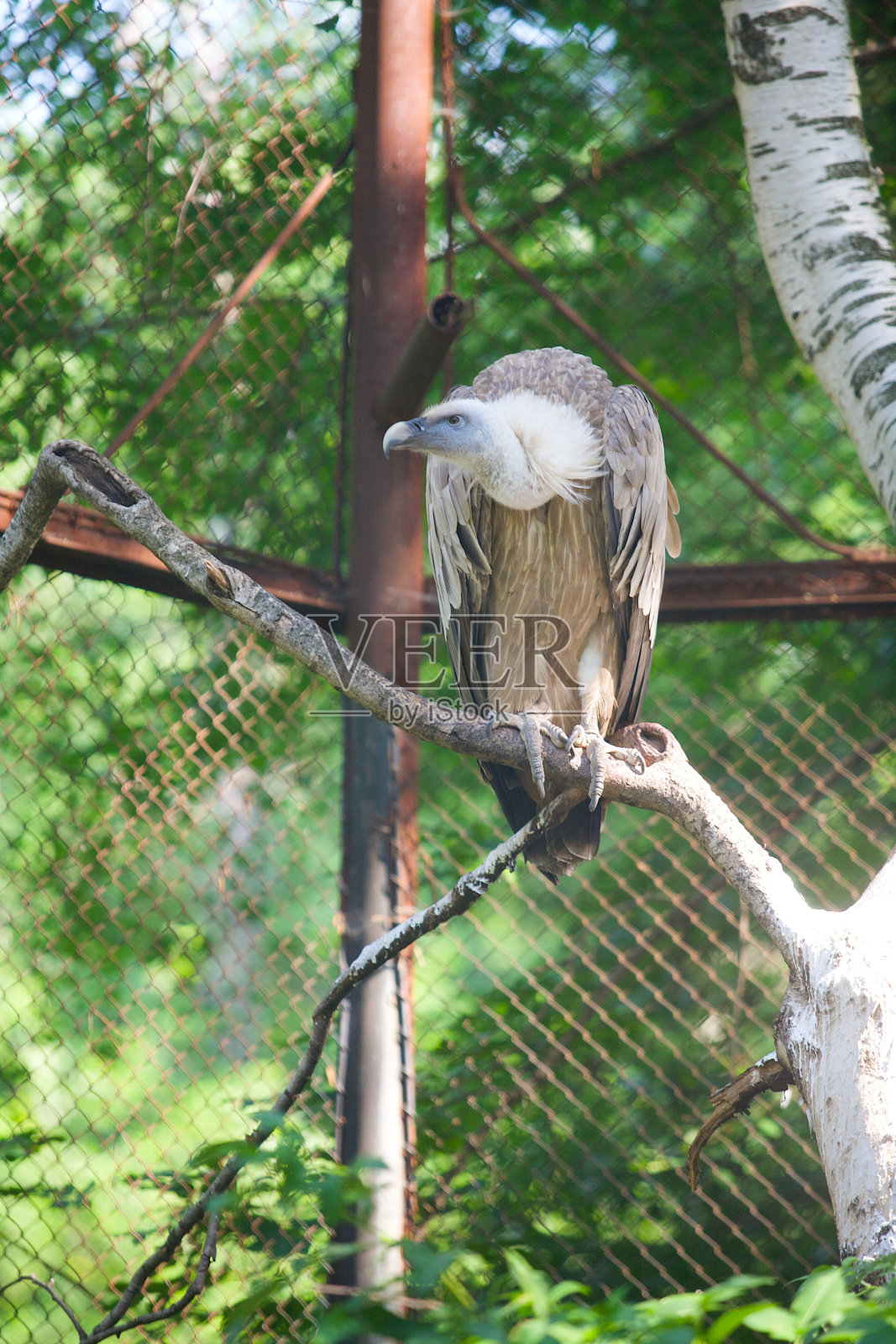 一只大猛禽雄鹰栖息在树枝上照片摄影图片