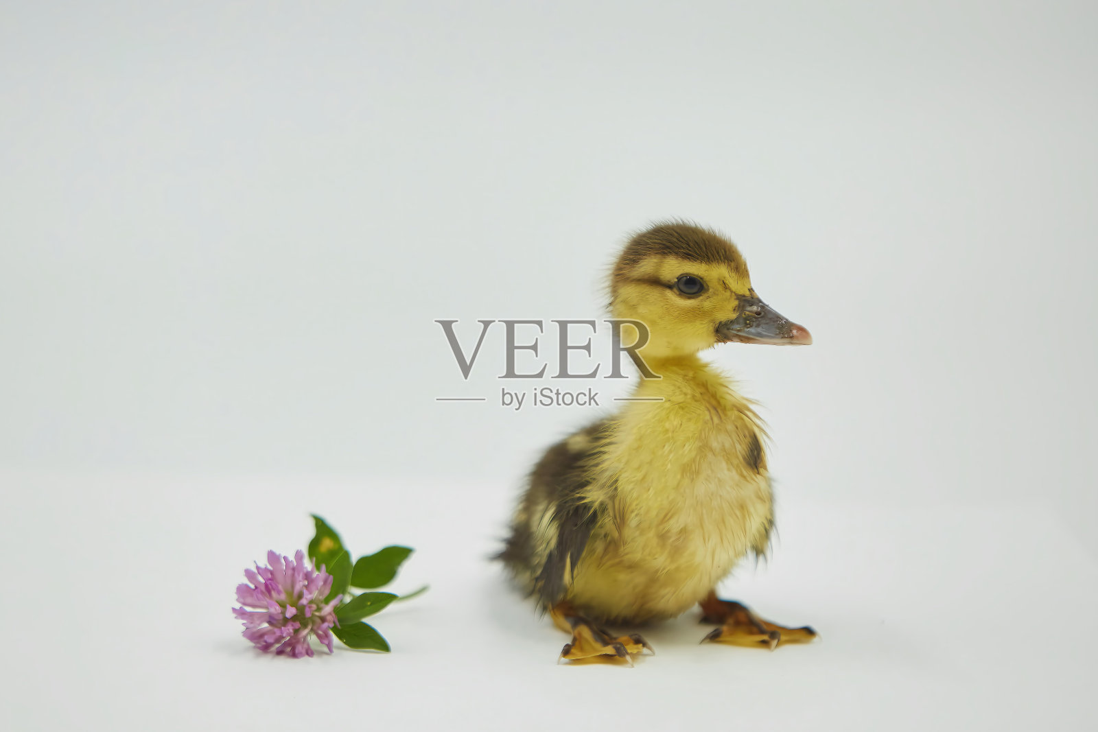 一只刚出生的小鸭子在纯白色的背景上是黄褐色的。农工综合体的概念，农业照片摄影图片