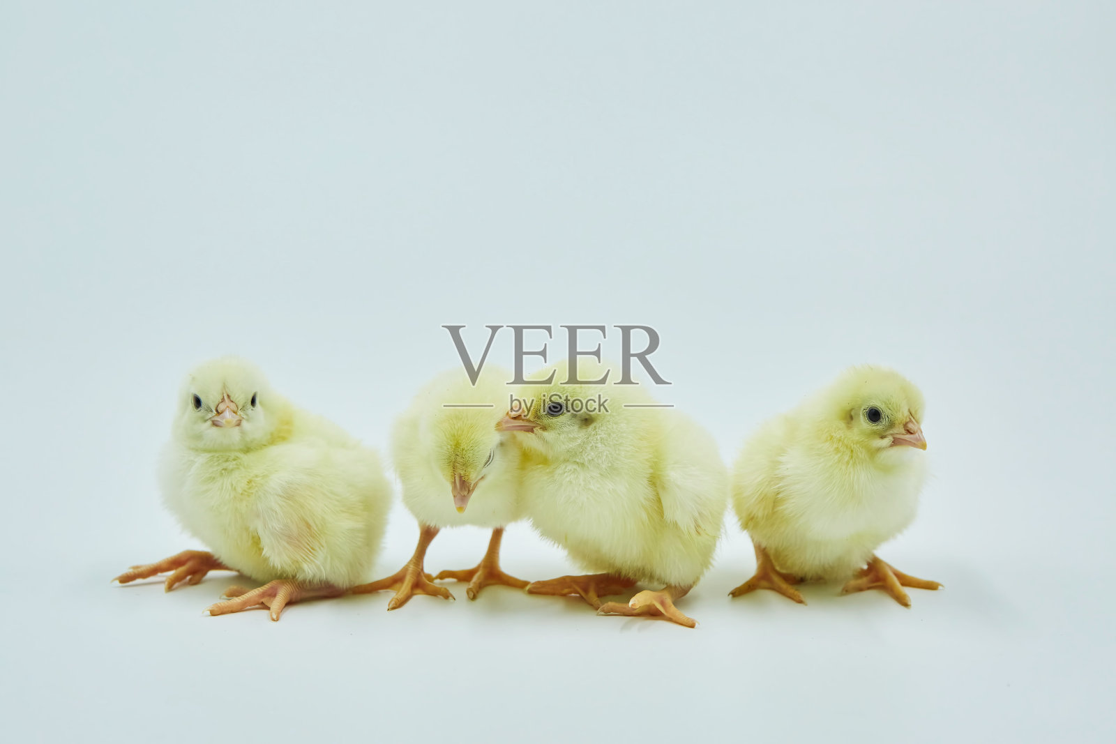 四只刚出生的黄色小鸡坐在白色的背景上。照片摄影图片