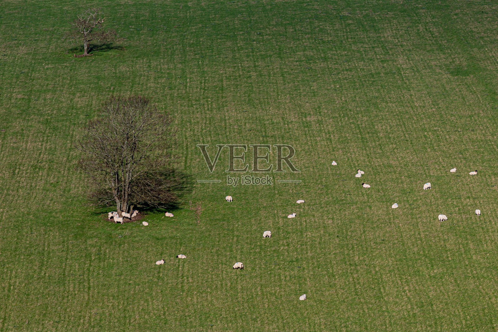 苏塞克斯乡村，羊群在田野里吃草照片摄影图片