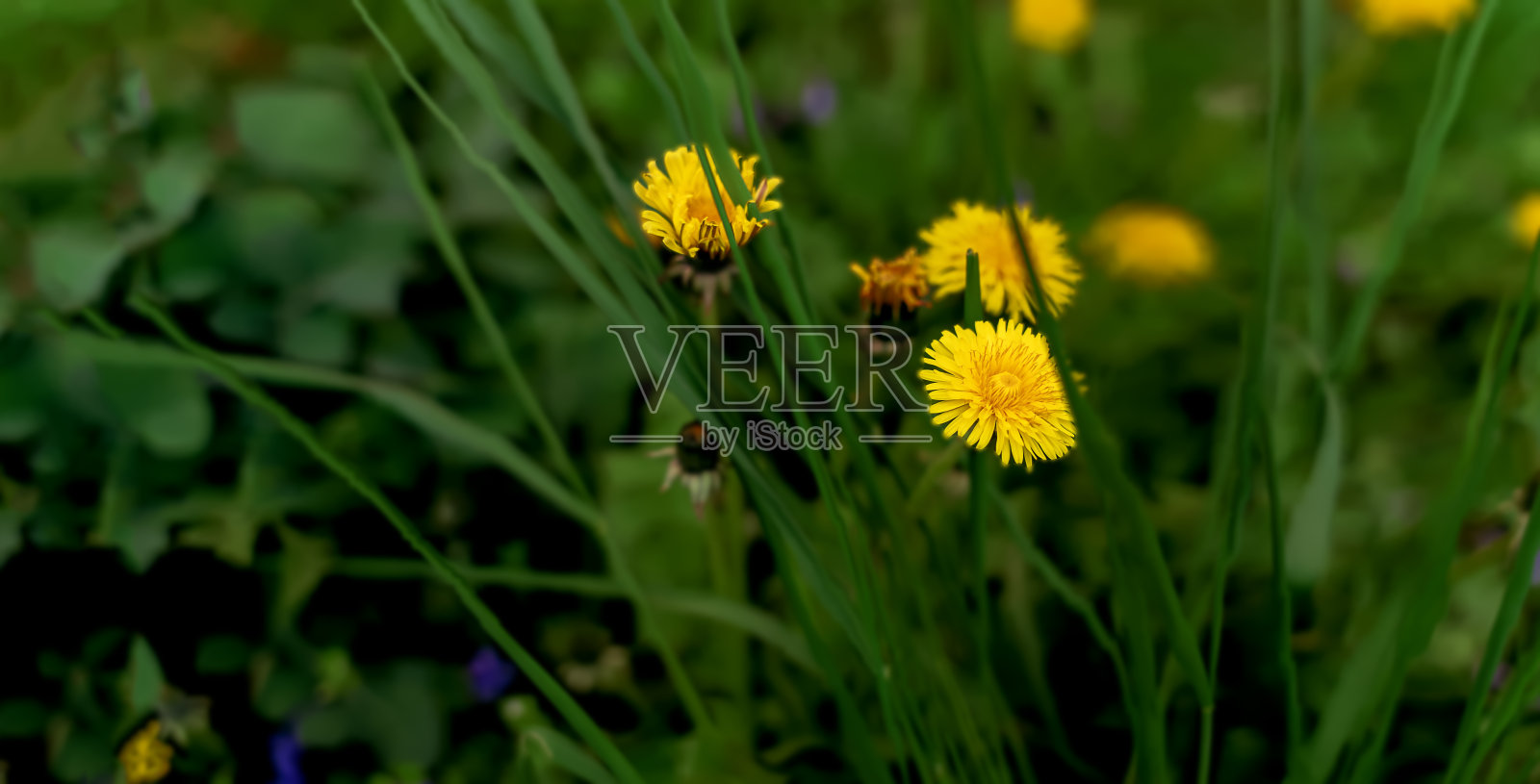 阳光明媚的春日里的黄色蒲公英。的季节。背景照片摄影图片