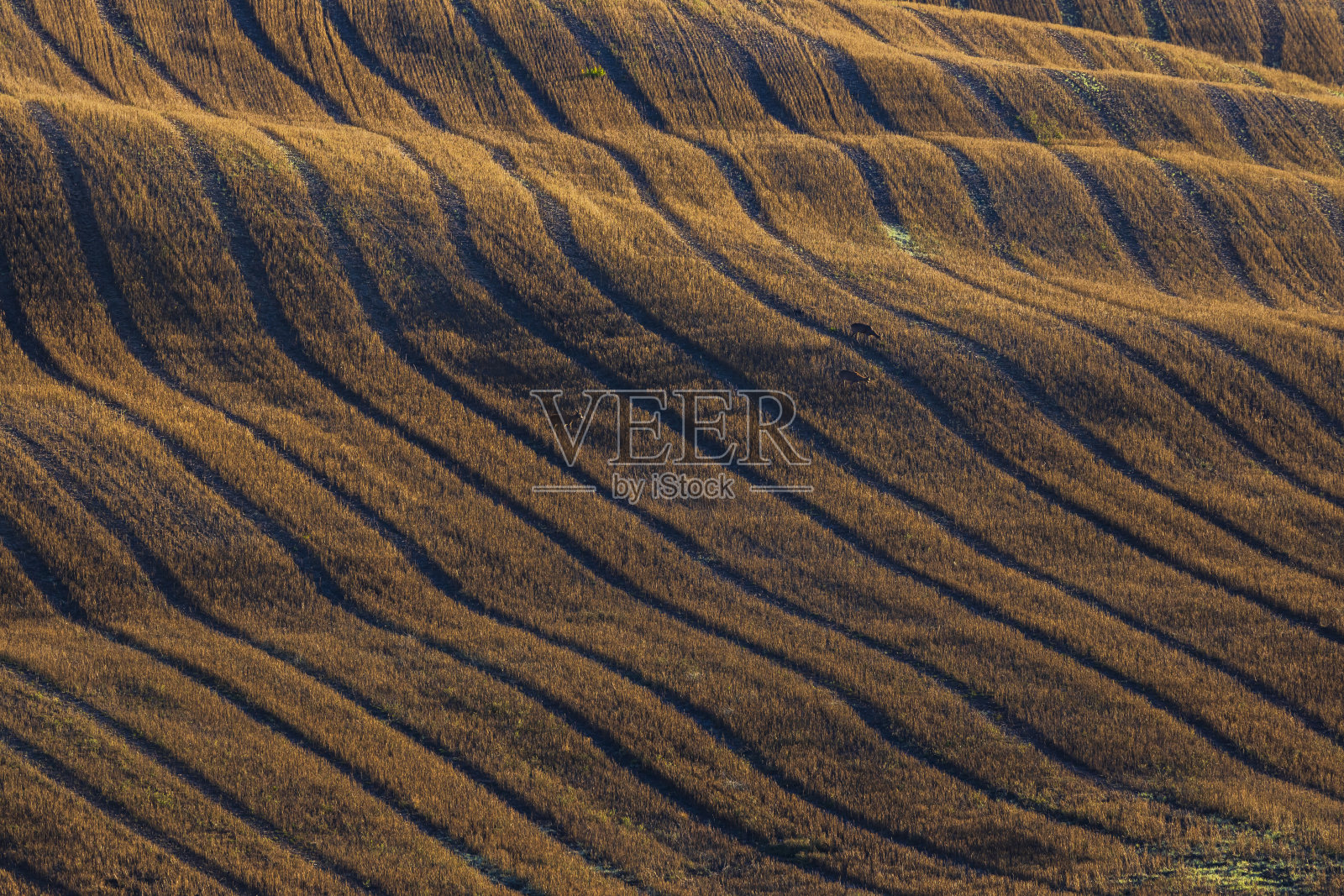 意大利托斯卡纳奥尔恰谷，典型的托斯卡纳清晨秋景照片摄影图片