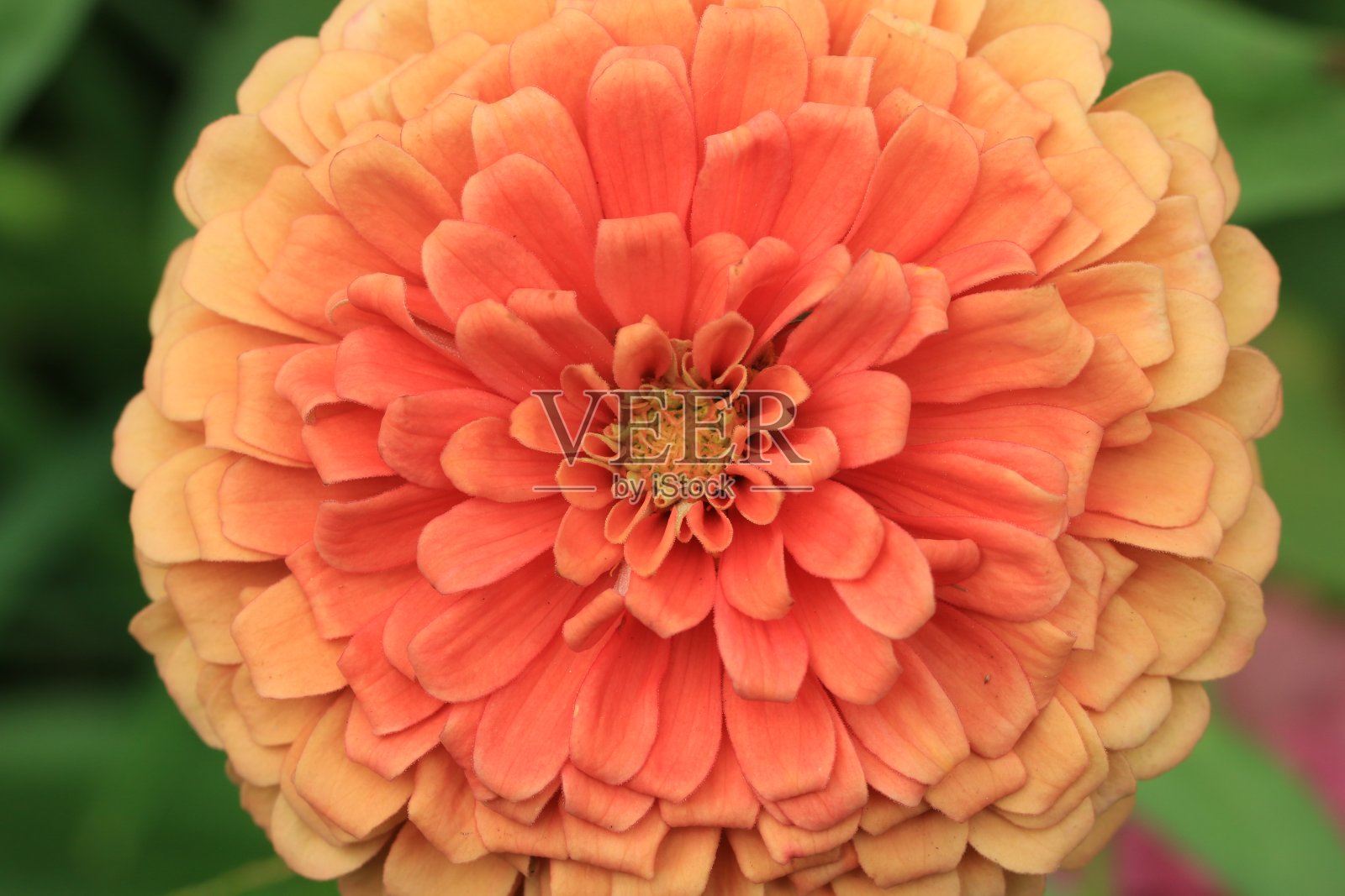 微距拍摄，彩色百日草或青壮年花照片摄影图片