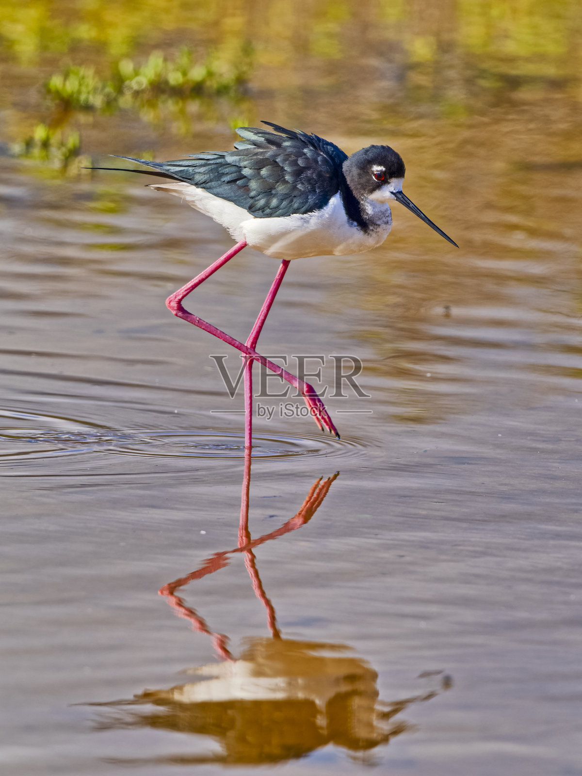夏威夷的毛伊岛照片摄影图片