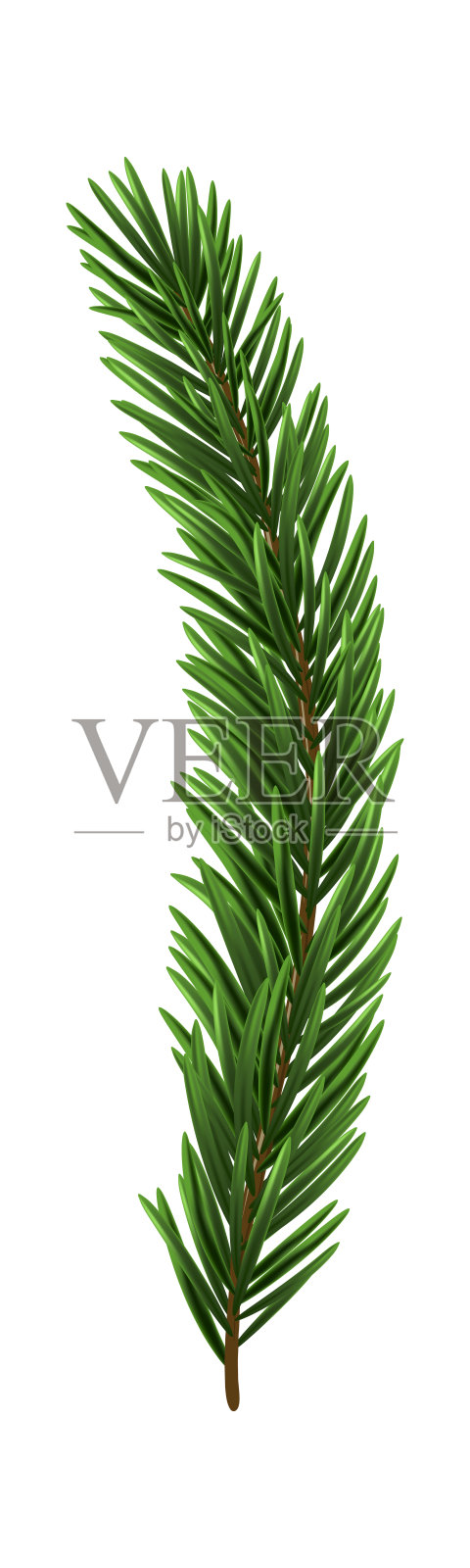 绿色圣诞冷杉枝插画图片素材