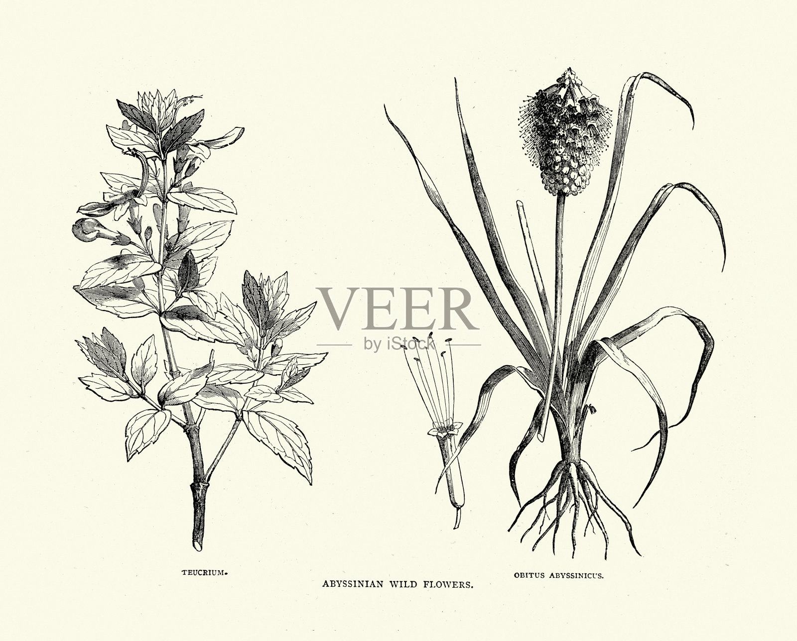 阿比西尼亚野花，Teucrium, Obitus Abyssinicus，维多利亚非洲植物学历史19世纪插画图片素材