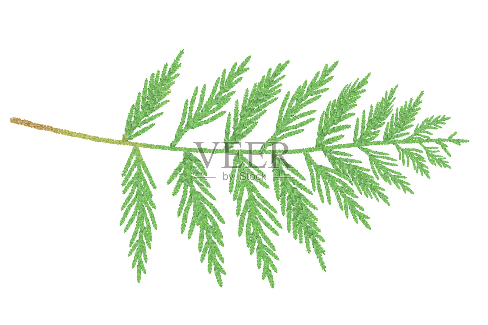 在白色背景上用水彩绘制的树枝。插画图片素材